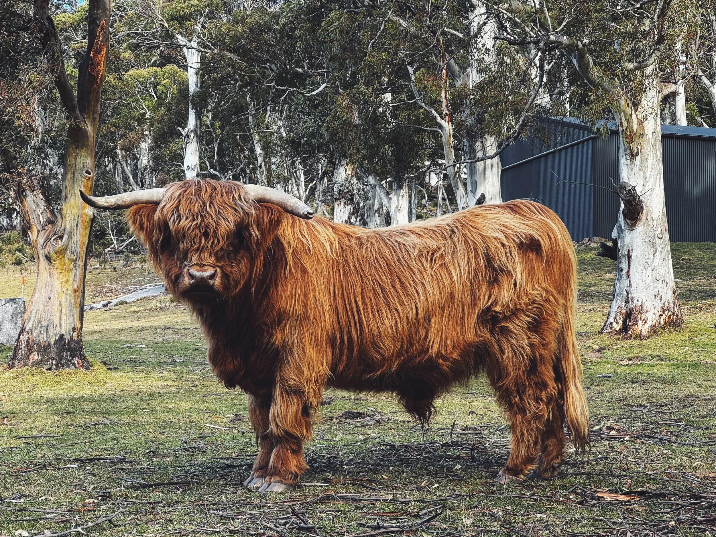 Bulls