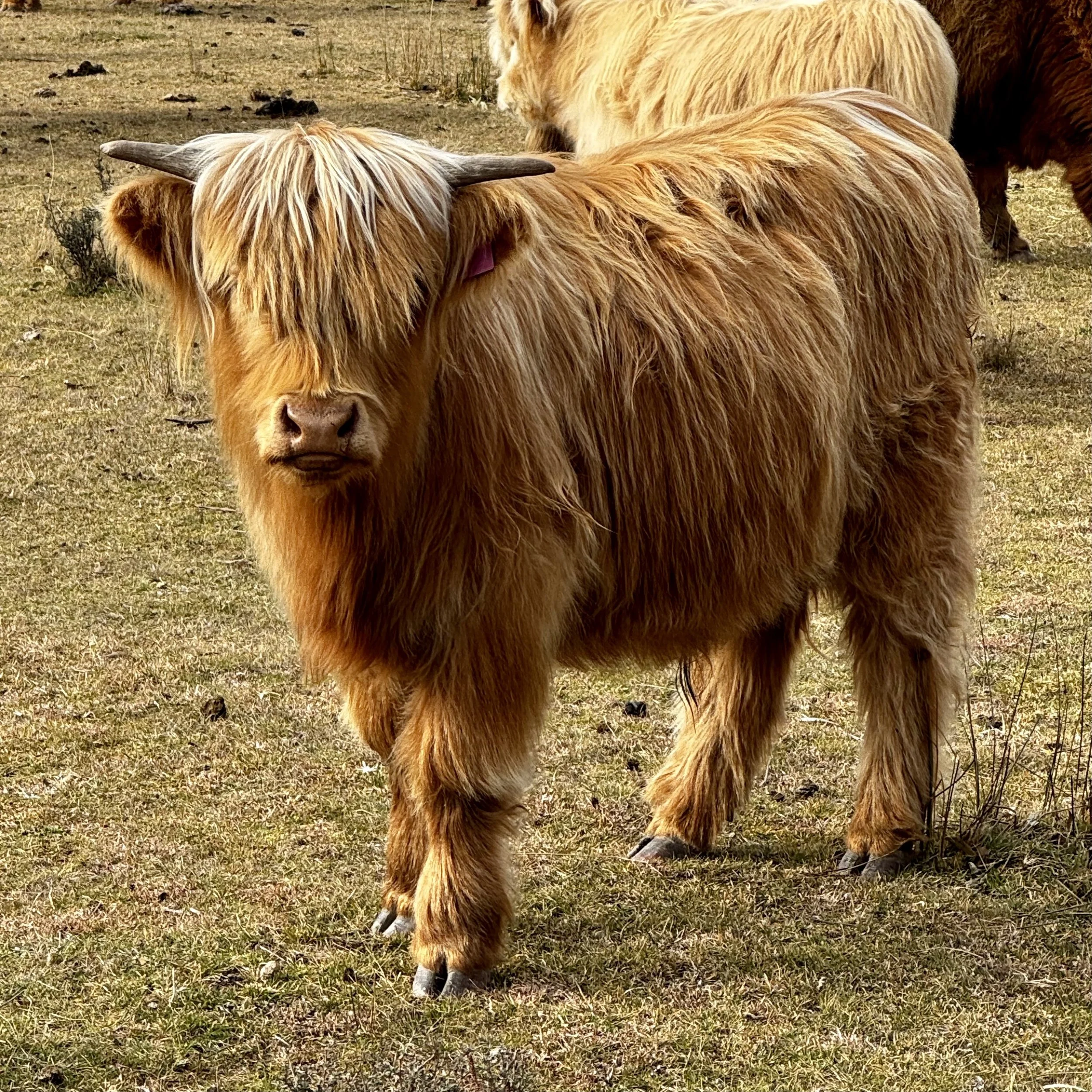 Arran 2.jpg