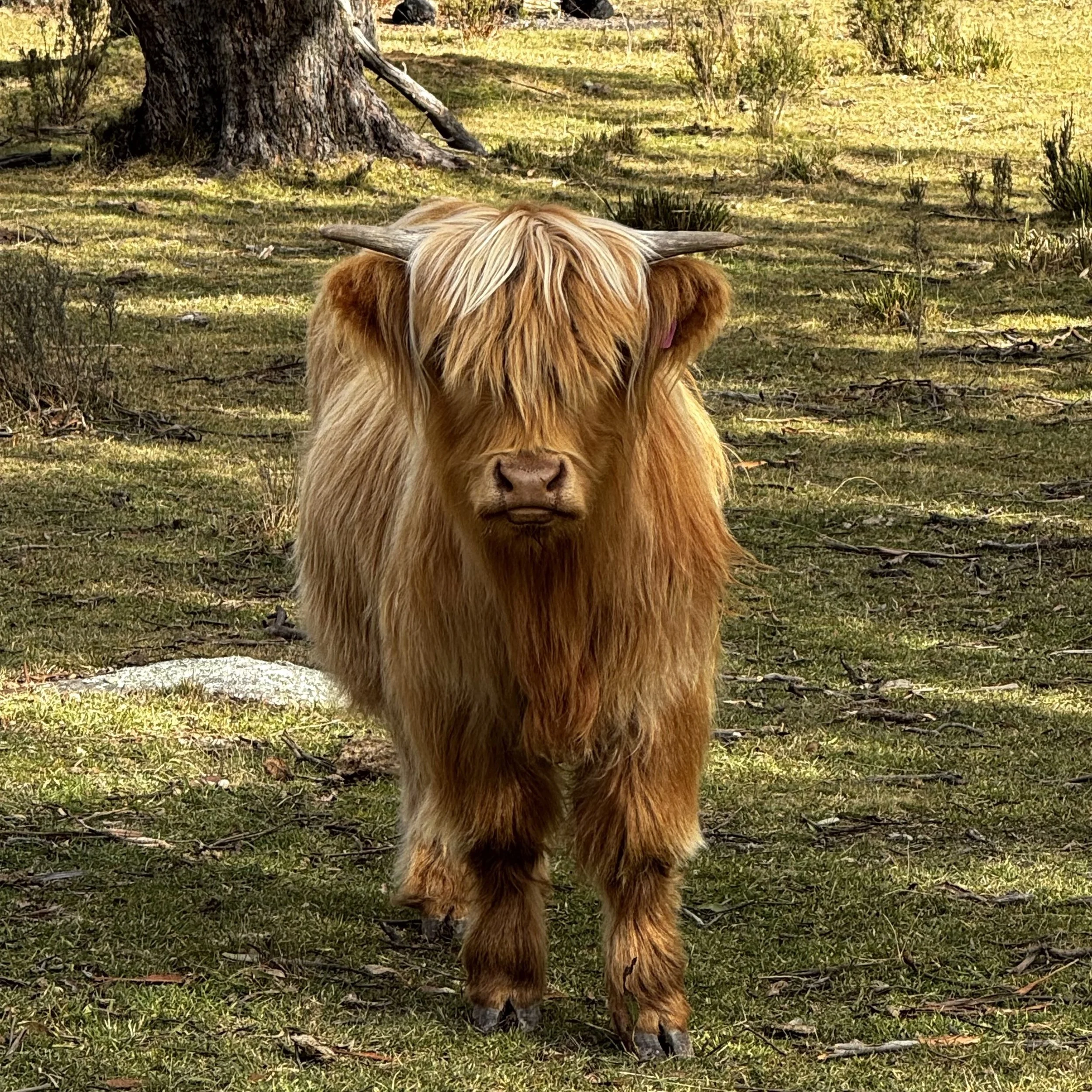 Arran 3.jpg