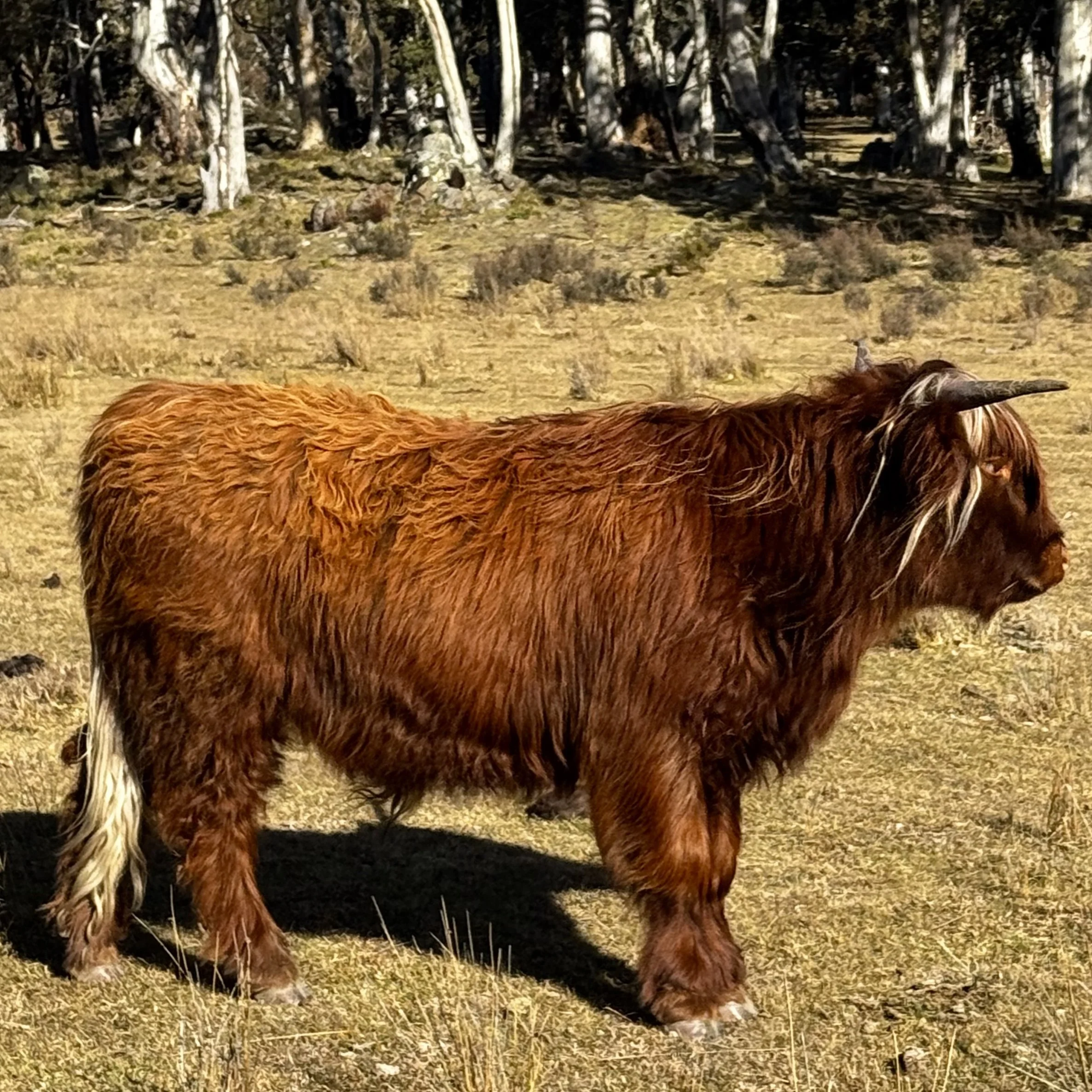 Rowan 5.jpg