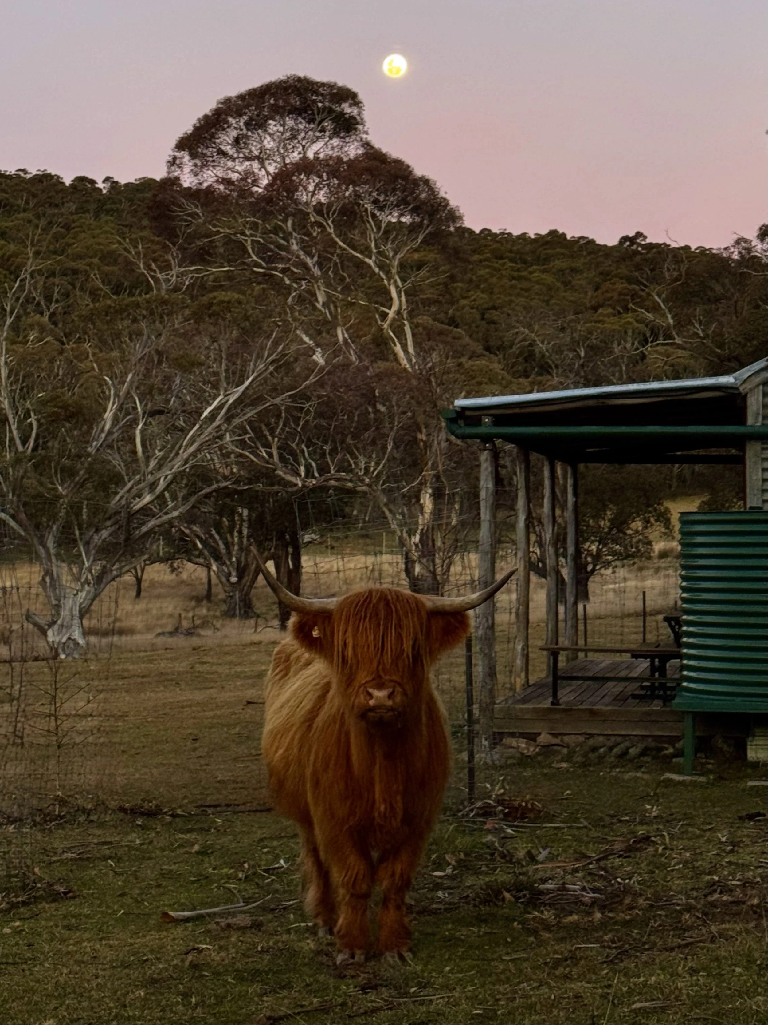 Kids need a bath, dinner&rsquo;s running late&hellip; but there was Lily standing under a full moon, so naturally took a moment and basked in the beauty. 🌕 #HighlandCattle #farmlife #scottishhighlandcattle #Glenstraenaturalfarm