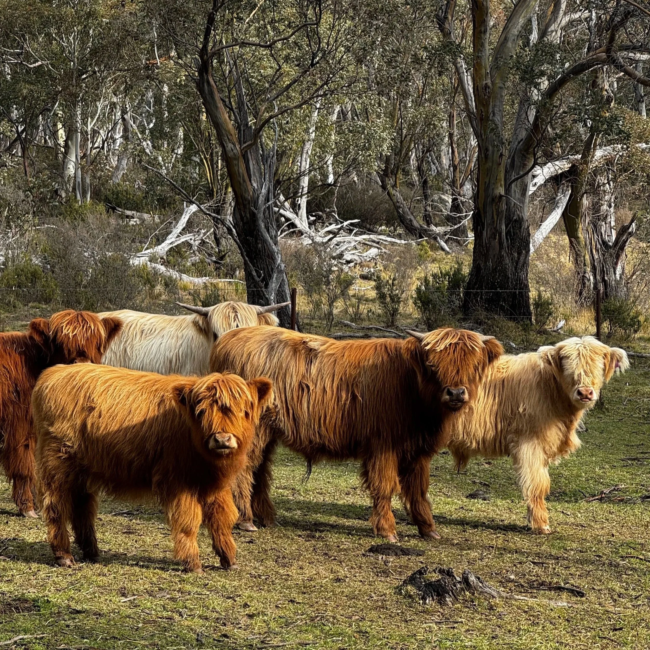 Steers