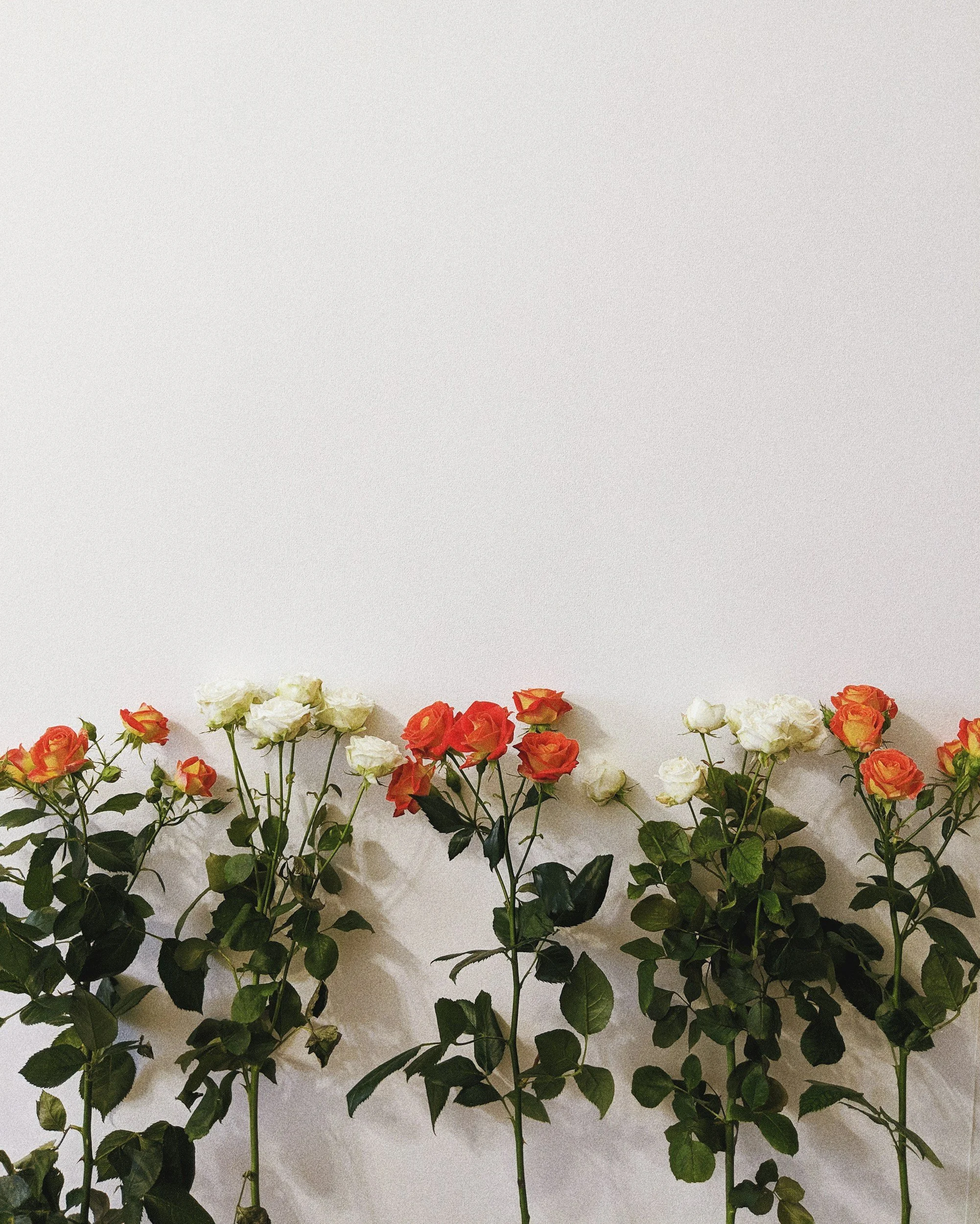 A row of mixed white, cream, and orange roses against a white wall background.