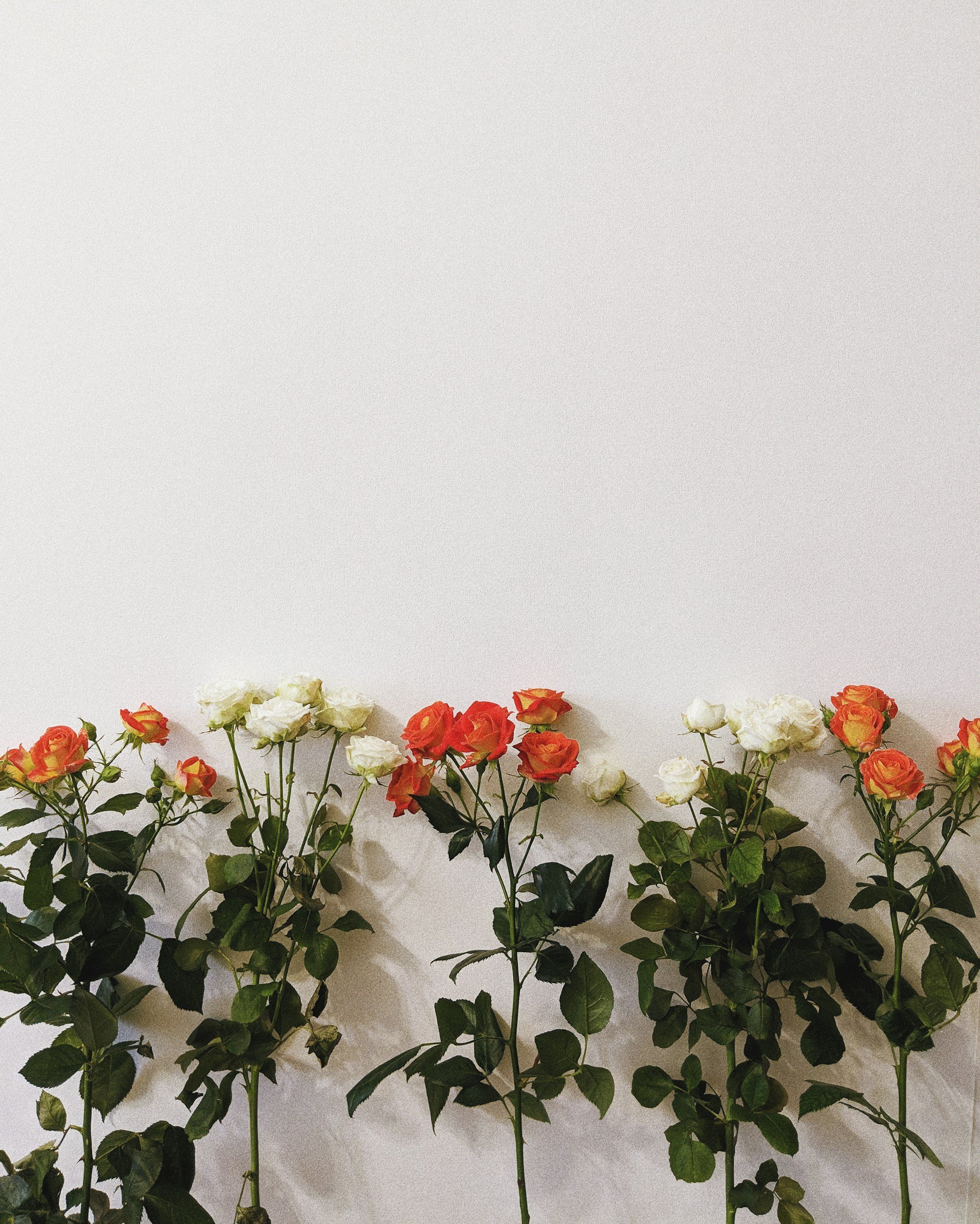 Arrangement of white and orange roses with green leaves against a plain light background.