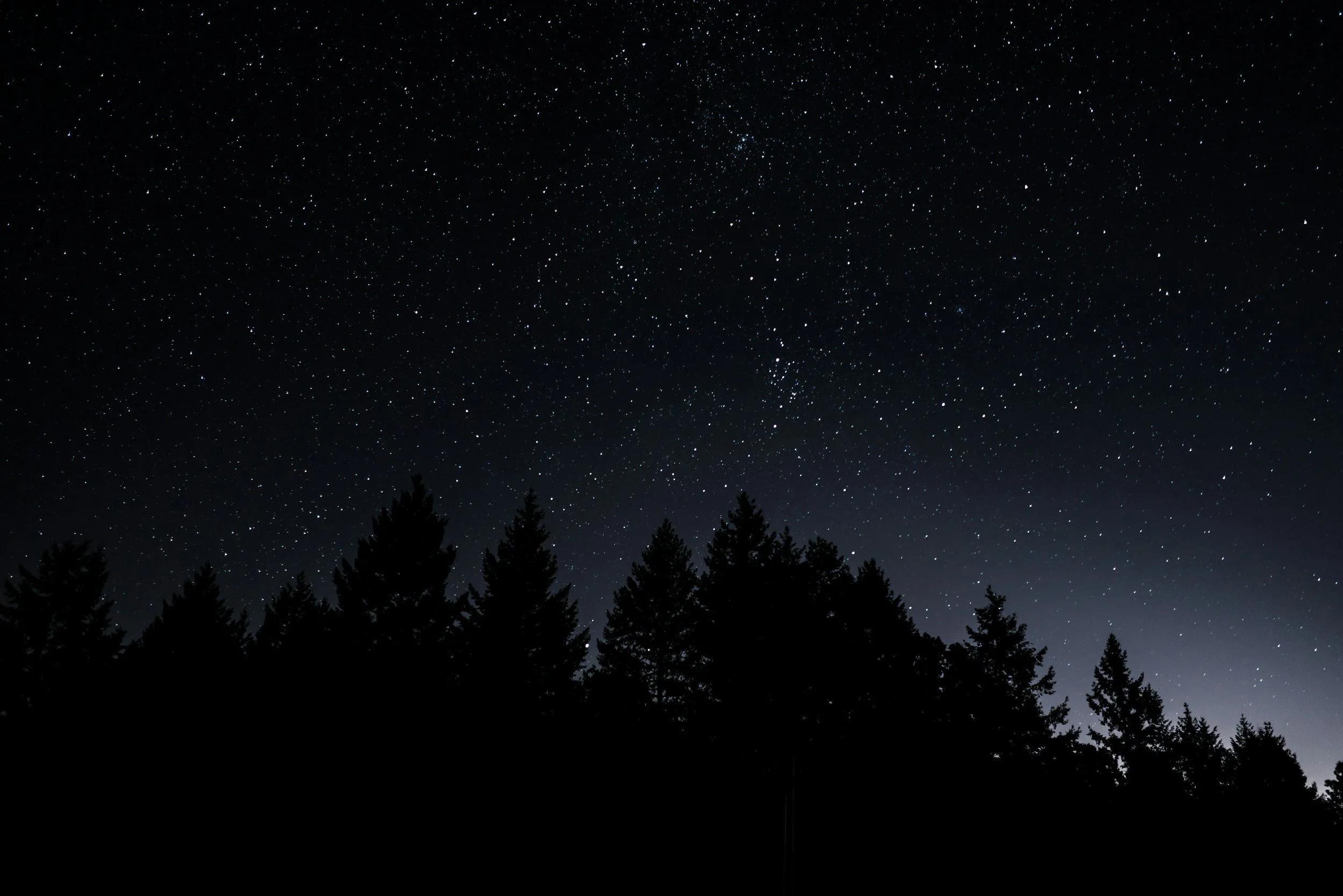 Night sky filled with countless stars above a silhouette of a pine forest.