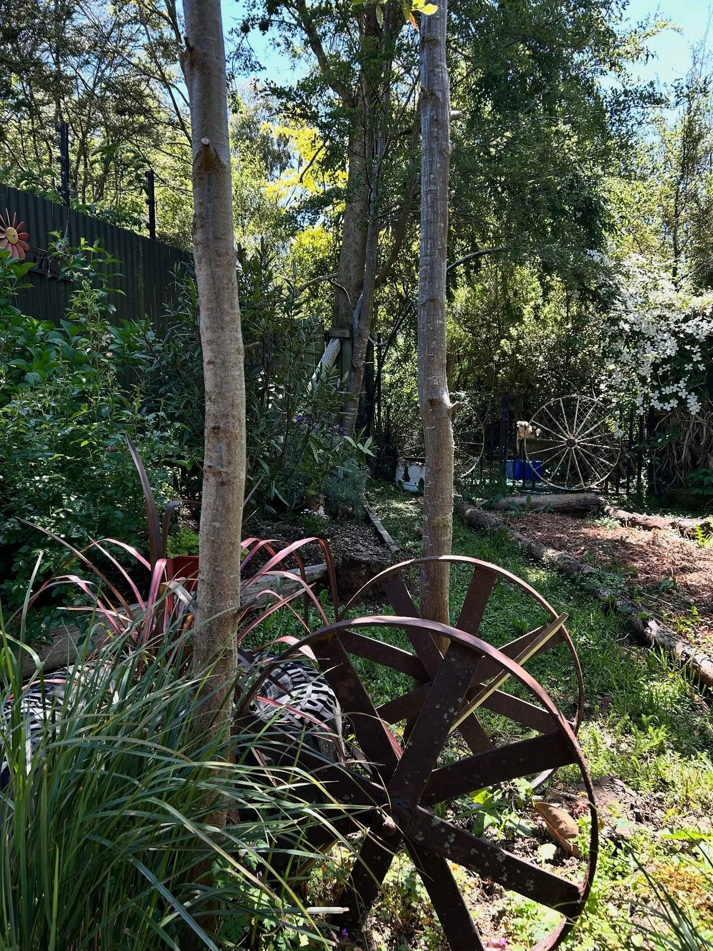 The commute to my garden oasis for a cuppa and some sun is looking great today, might be here a while.