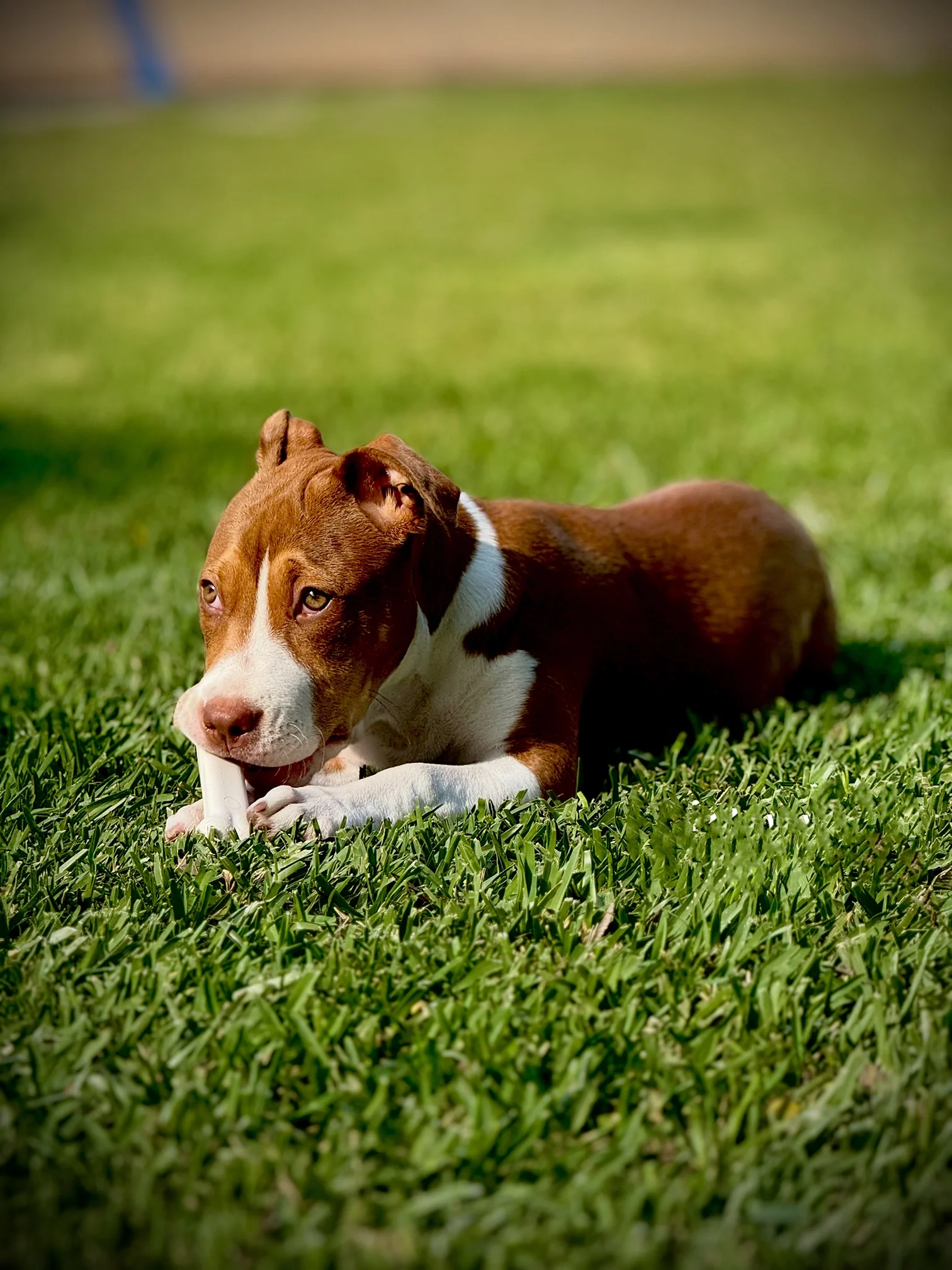 a brown and white dog lying on green grass, chewing on a white bone