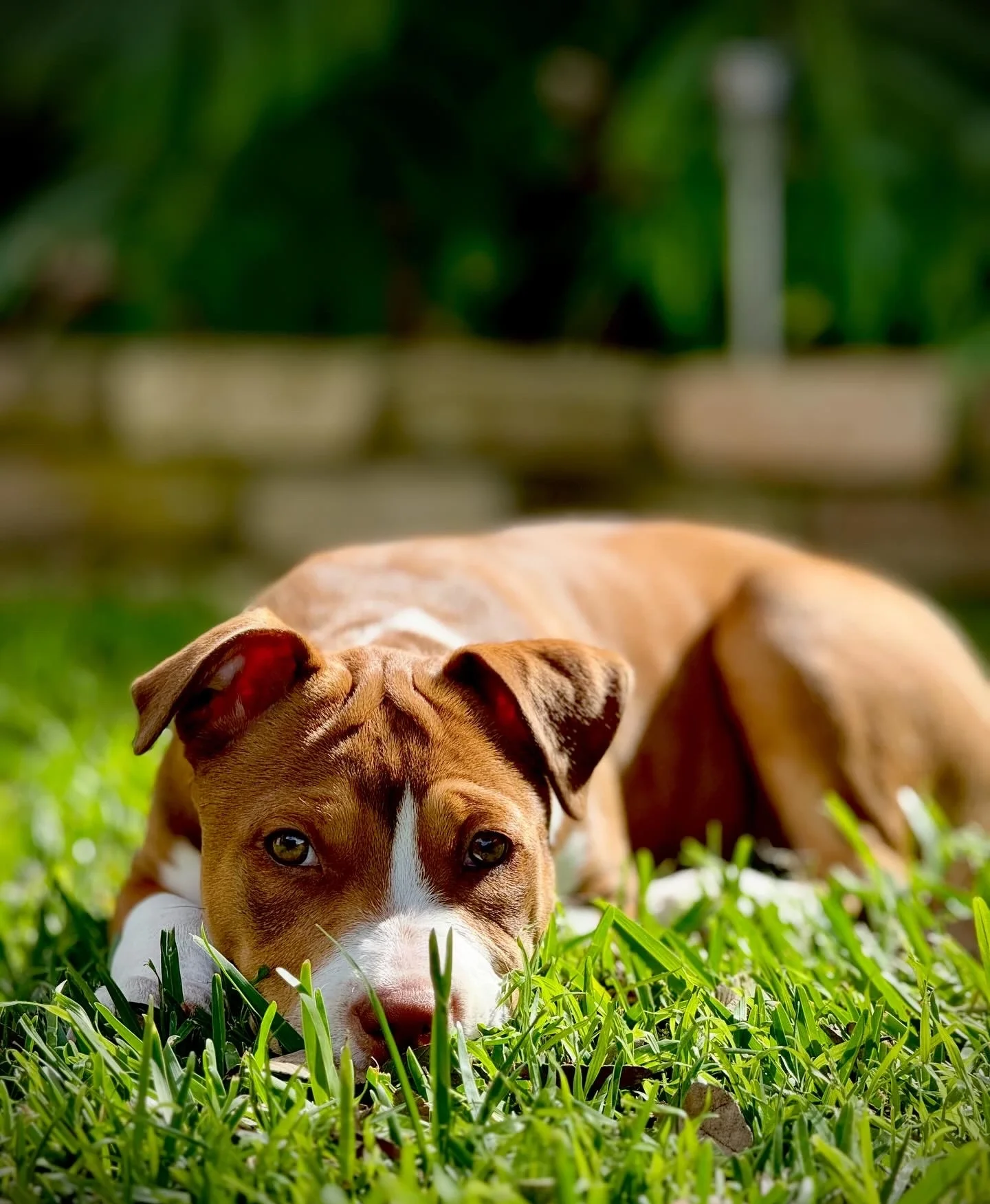 A brown and white puppy lying on green grass with its head down and looking at the camera, with a blurred background of a wooden fence and greenery.