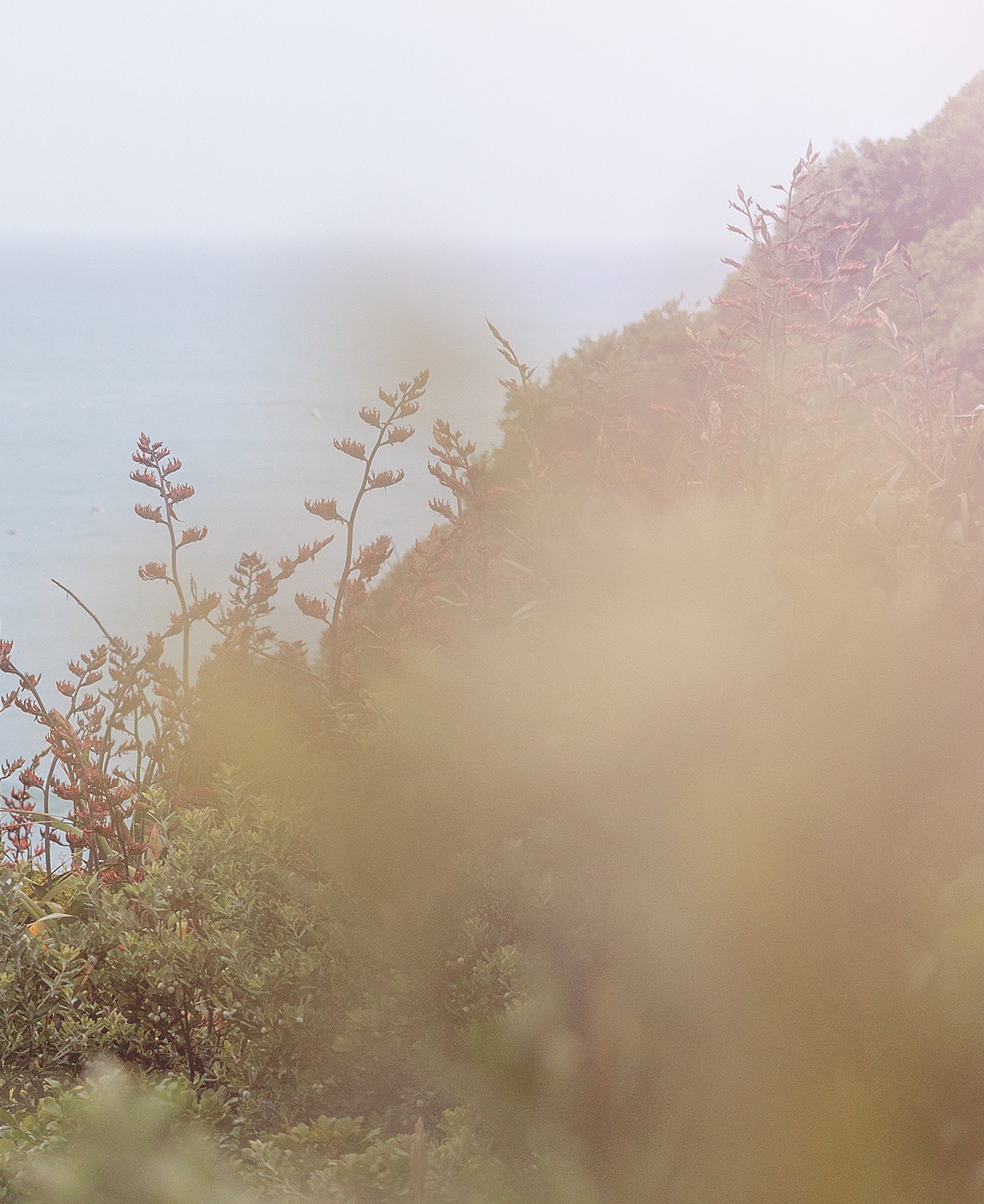 Soft-focus hillside covered with wild plants and tall flowering stems in warm, hazy light