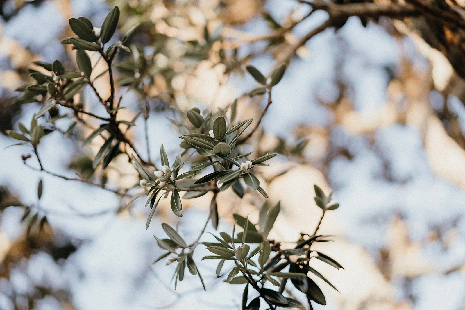 Close-up of olive tree branches with silvery green leaves against a softly blurred background