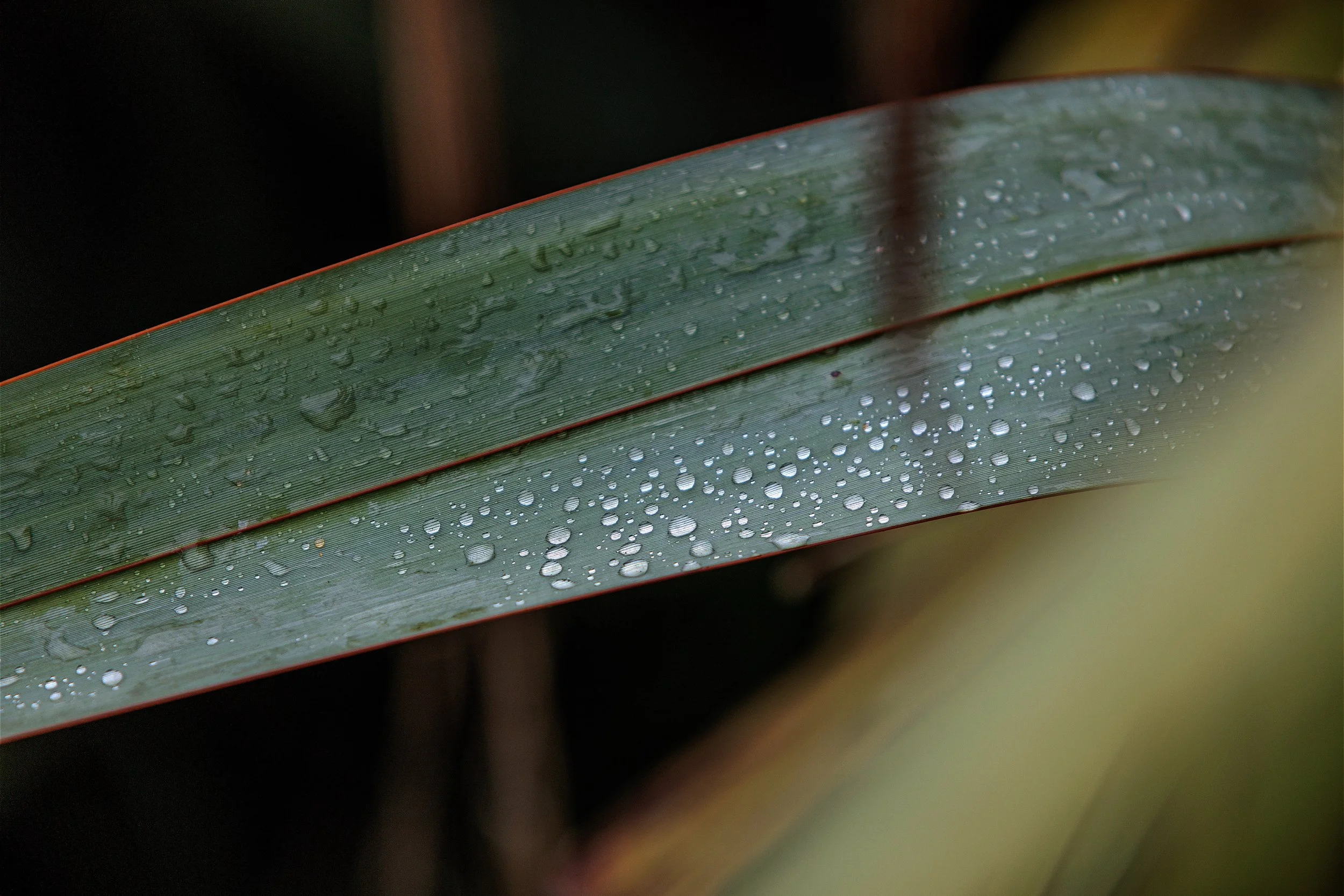 Close-up of green, red-edged leaves covered in water droplets