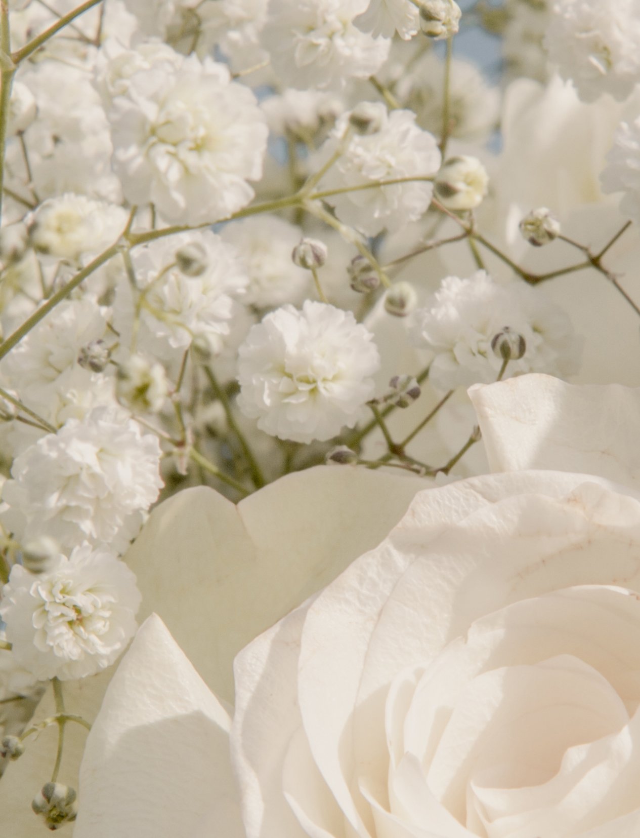 Close-up of delicate white baby's breath flowers and a large white rose in soft light