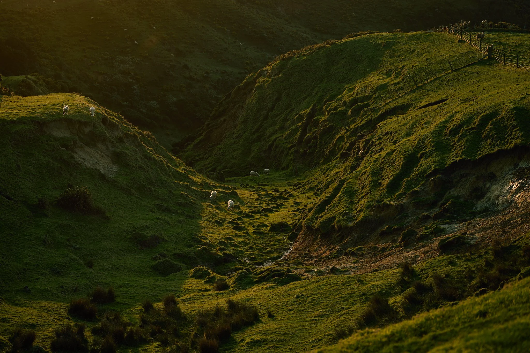 Golden-hour view of sheep grazing on lush green rolling hills