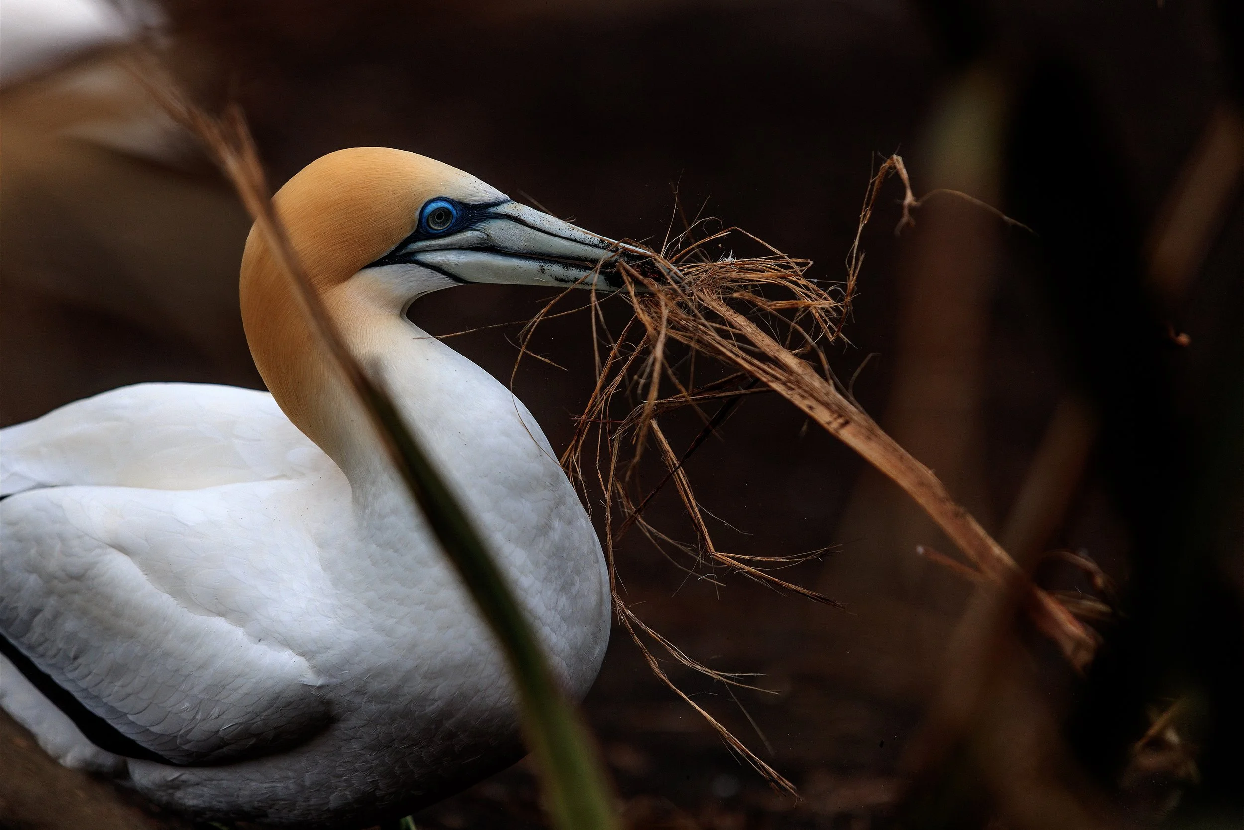 Close-up of a white northern gannet carrying nesting material in its beak.