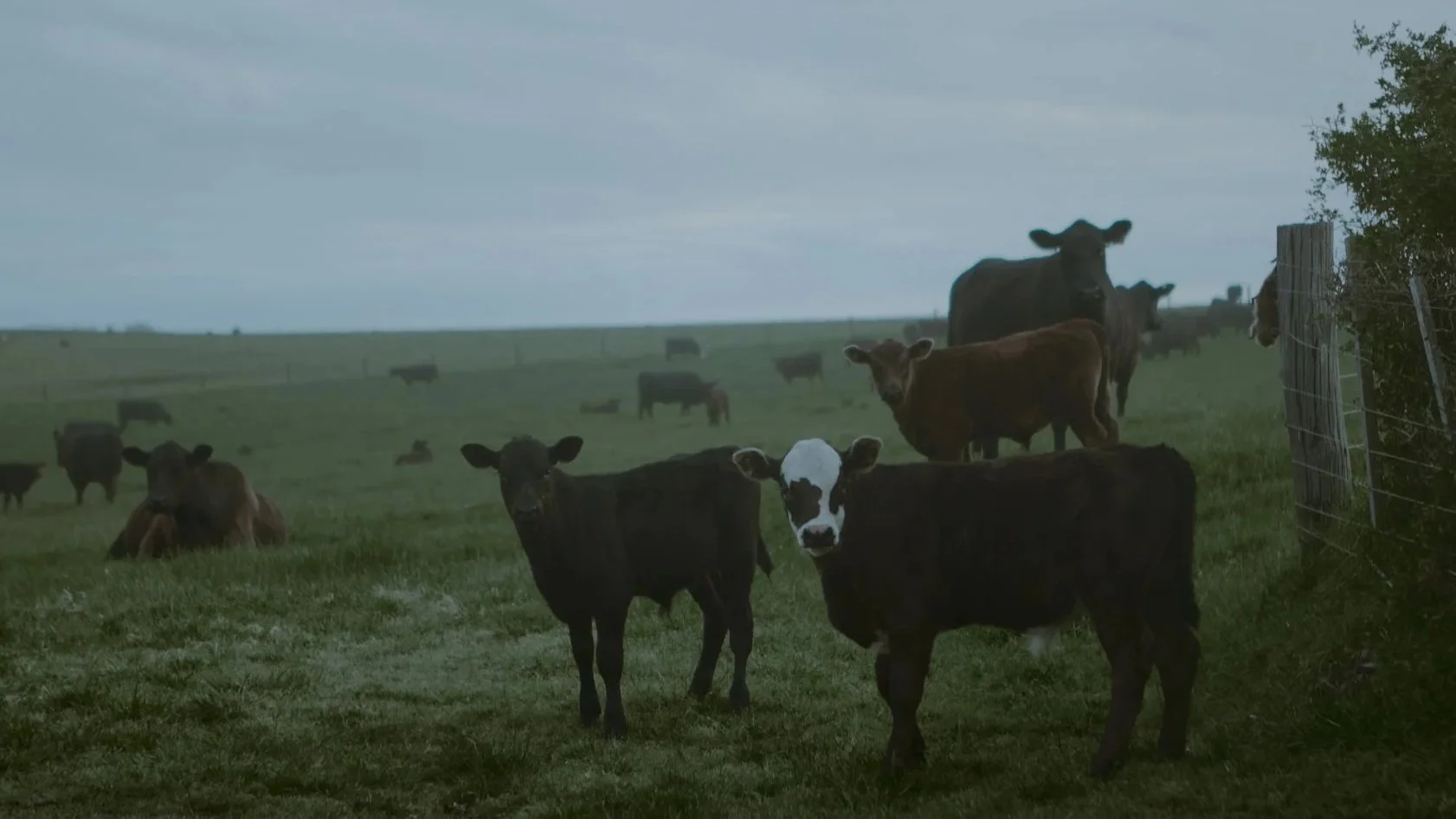 Herd of cattle grazing in a misty green pasture beside a wire fence