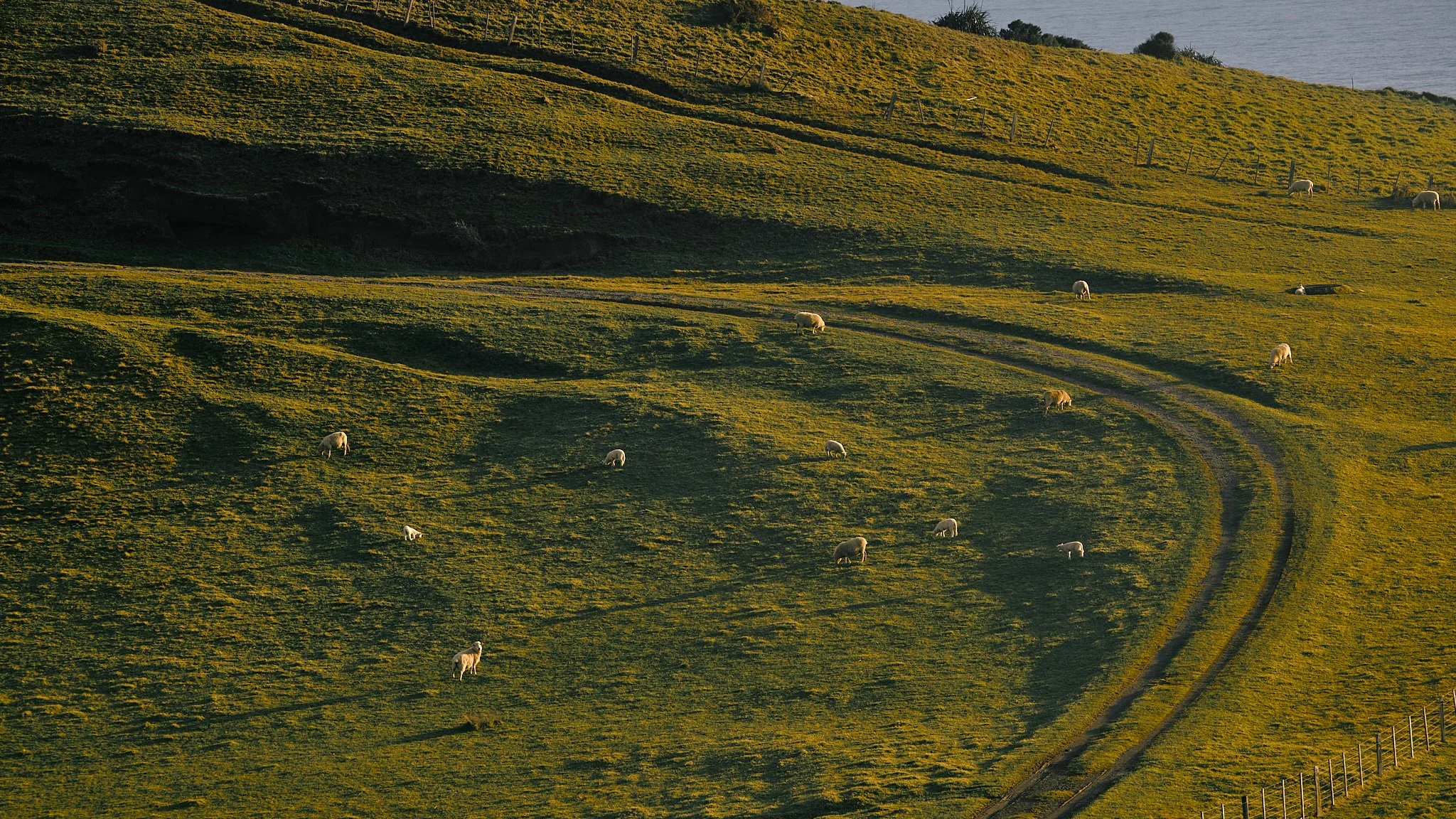 Sheep grazing on a sunlit green hillside beside a dirt farm track and fenced pasture, with water in the background