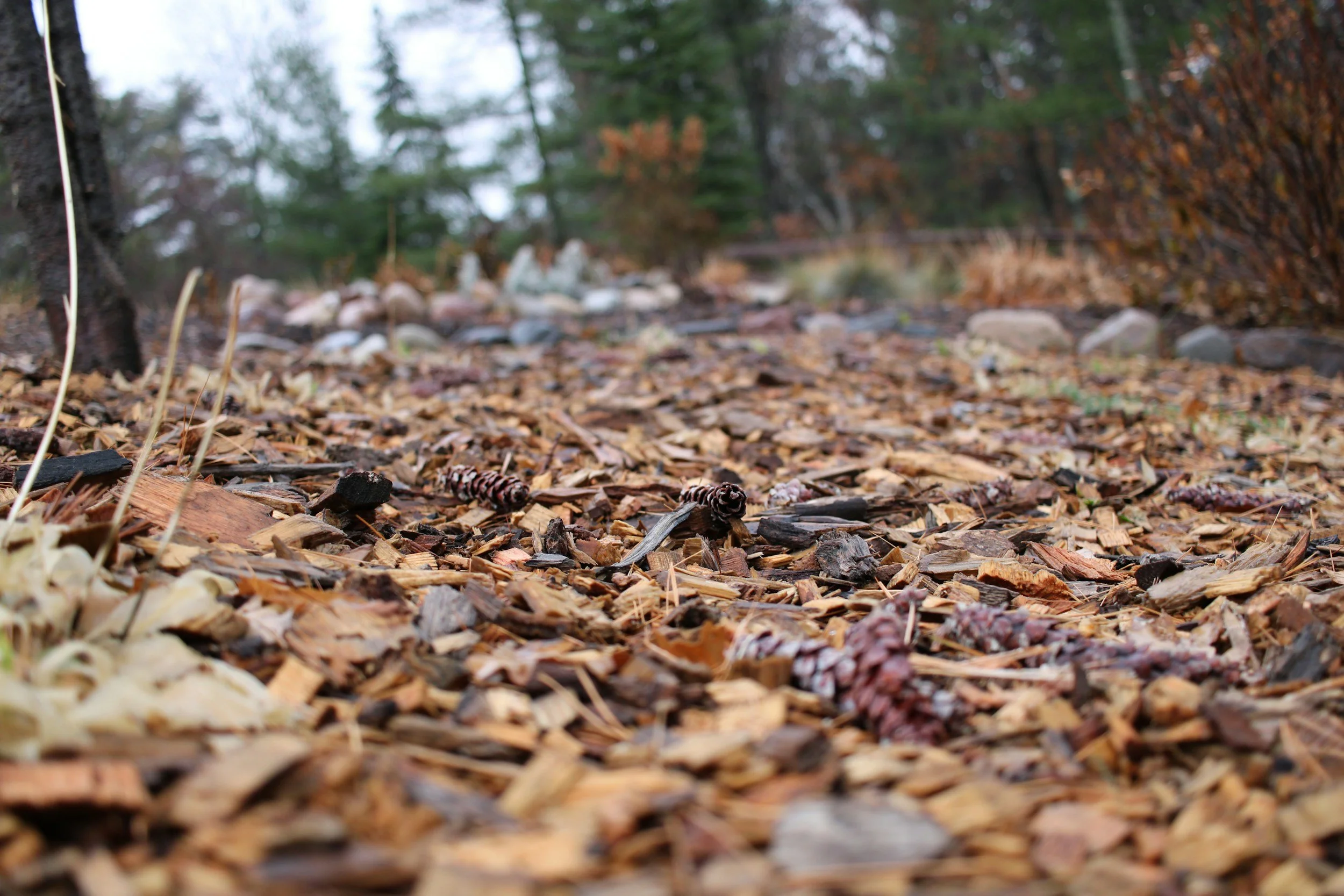 Close-up of a forest floor covered with fallen leaves, pinecones, and small twigs, with blurred trees and greenery in the background.