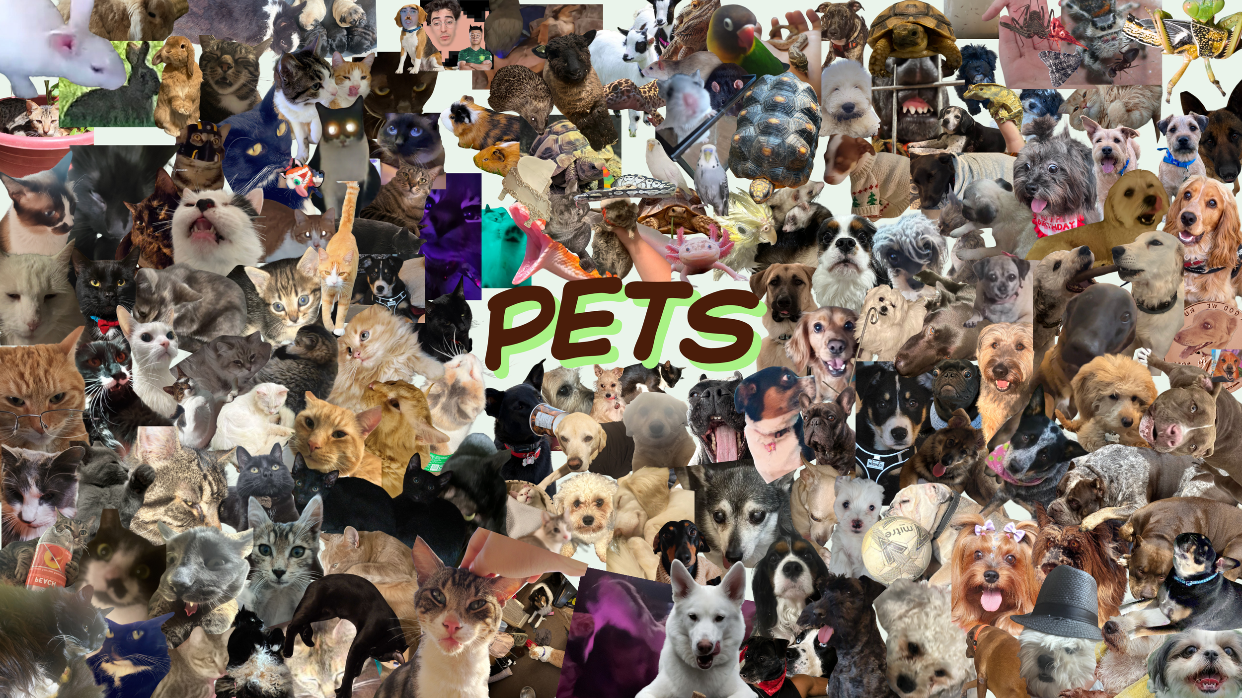 Pets