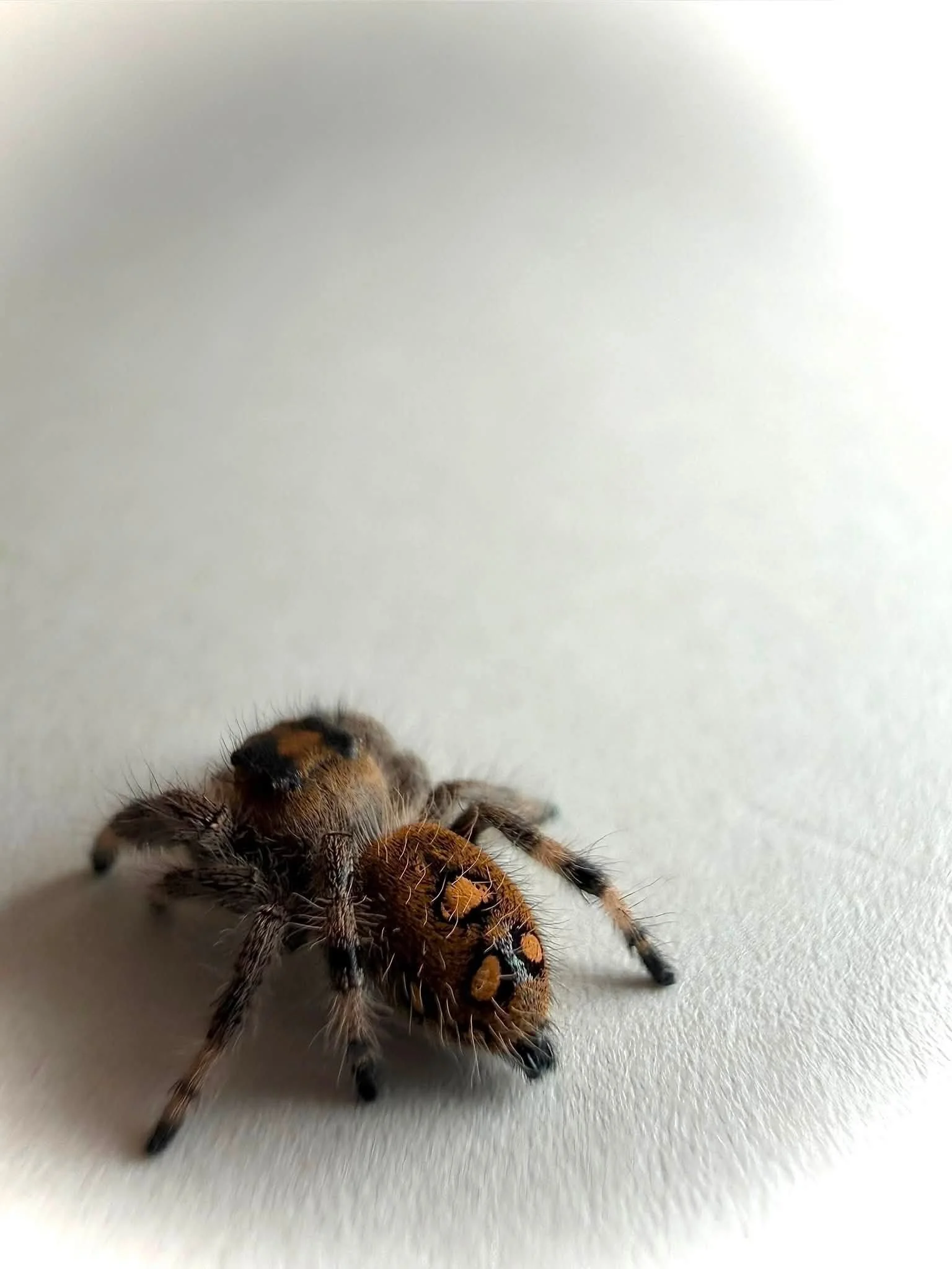 Bumble1.jpg