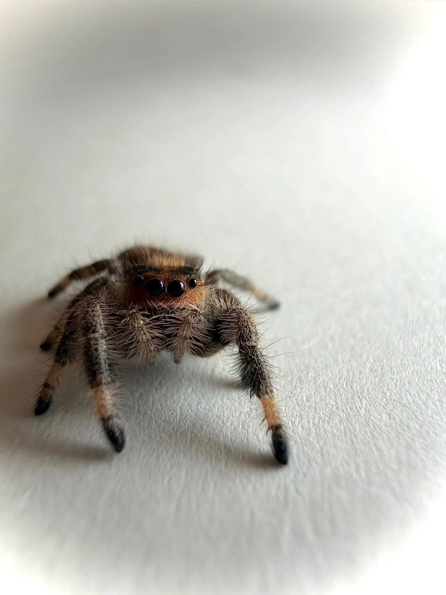 Bumble3.jpg