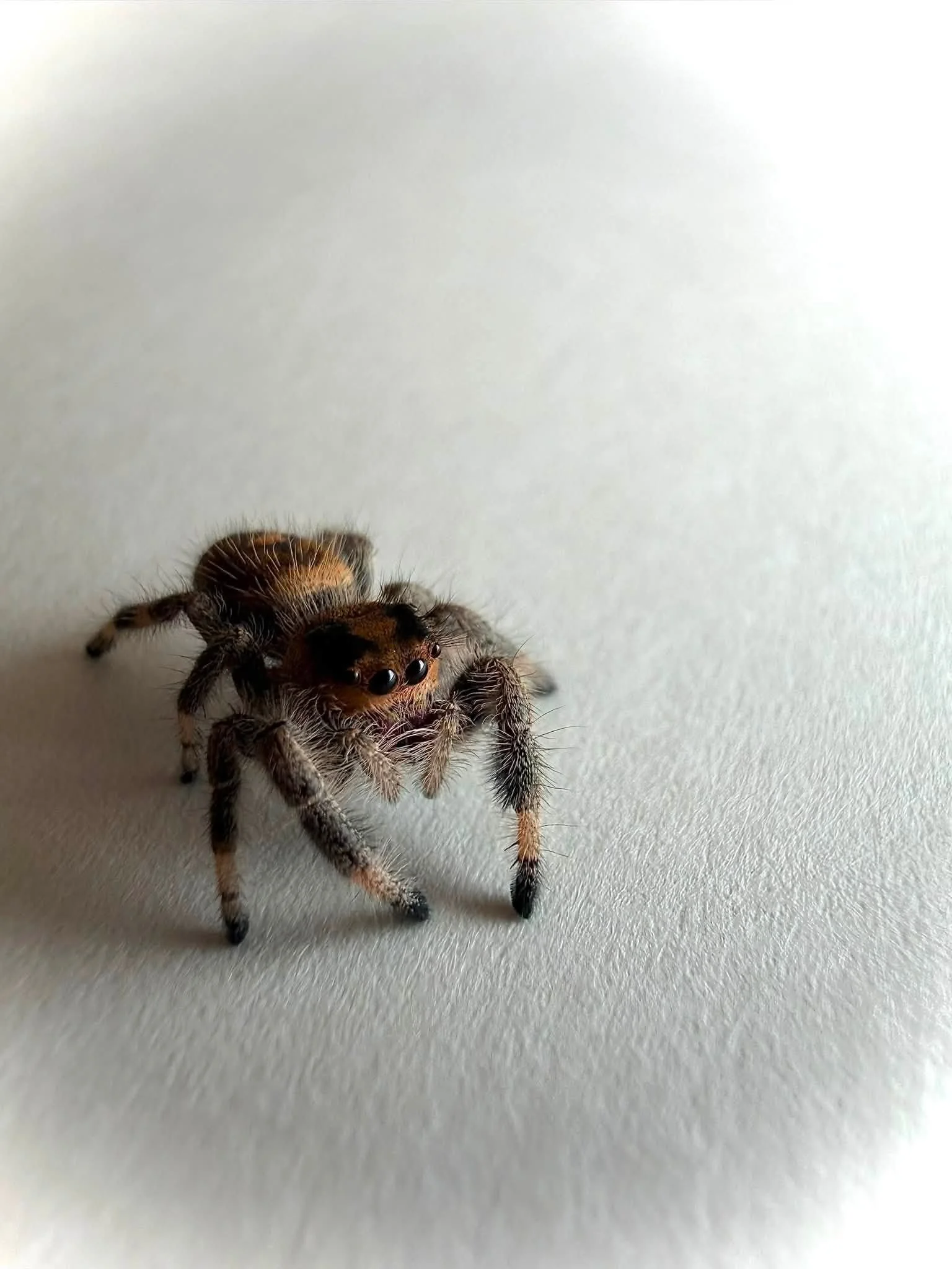 Bumble5.jpg