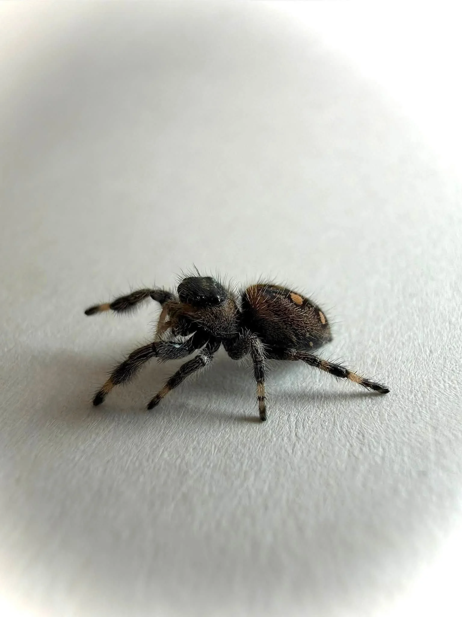 Black8.jpg