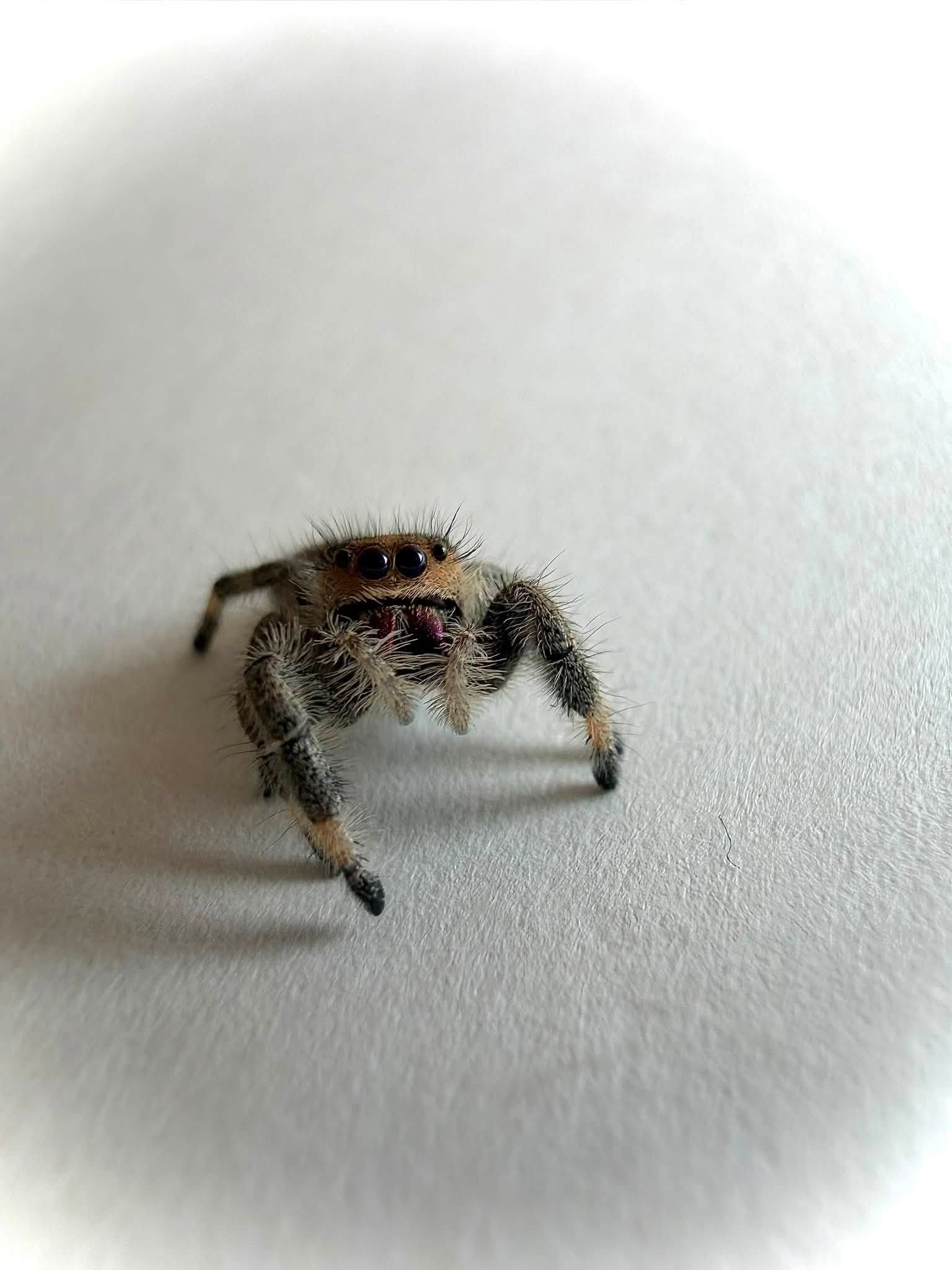 Mochi3.jpg