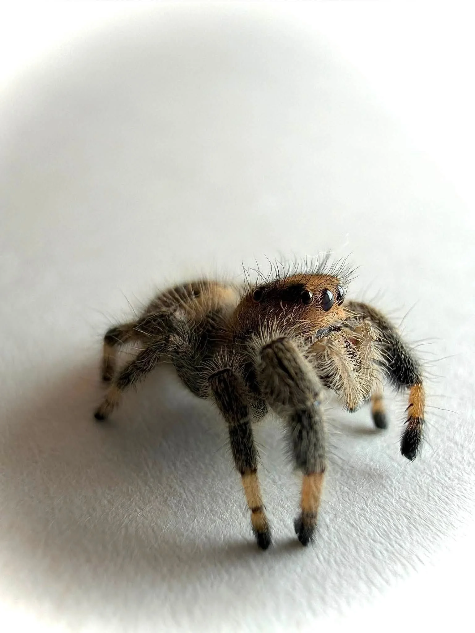 Beetle4.jpg