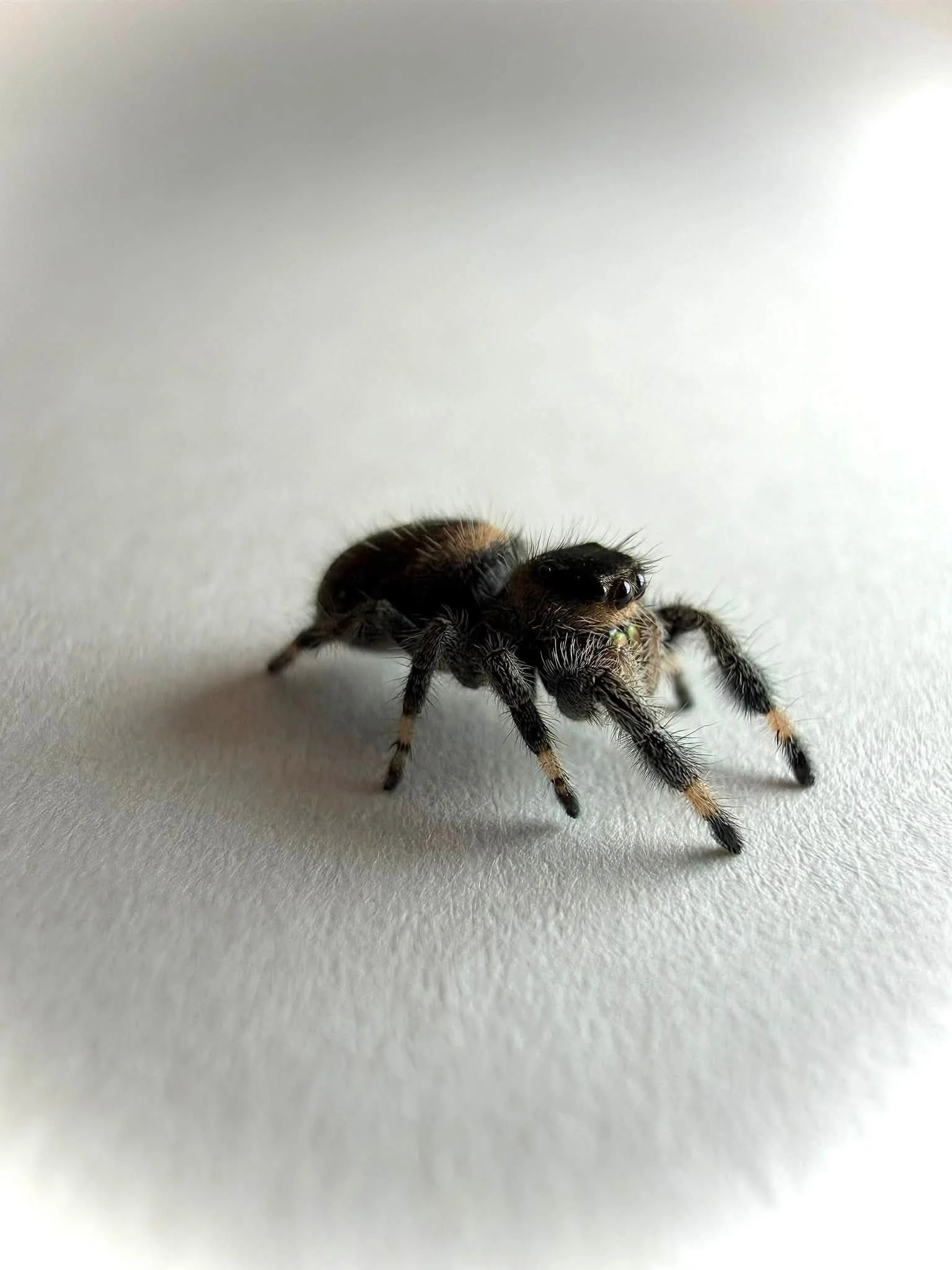 Black1.jpg