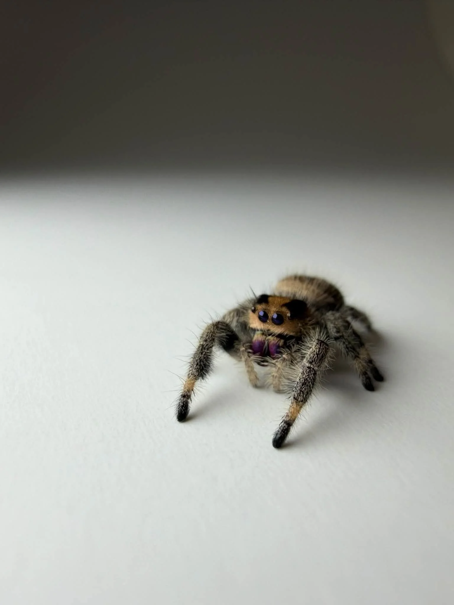 wild5.jpg