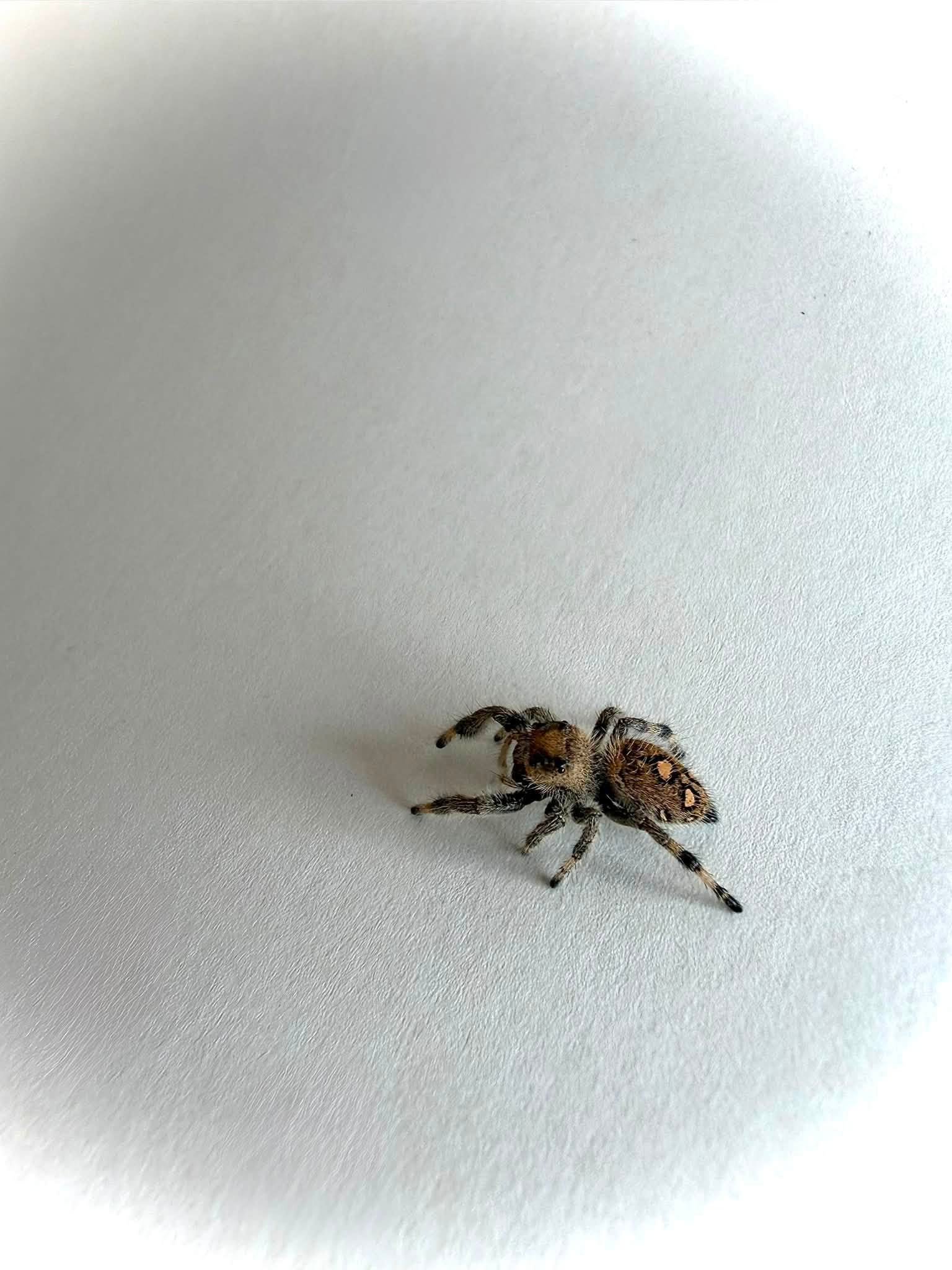 Beetle1.jpg