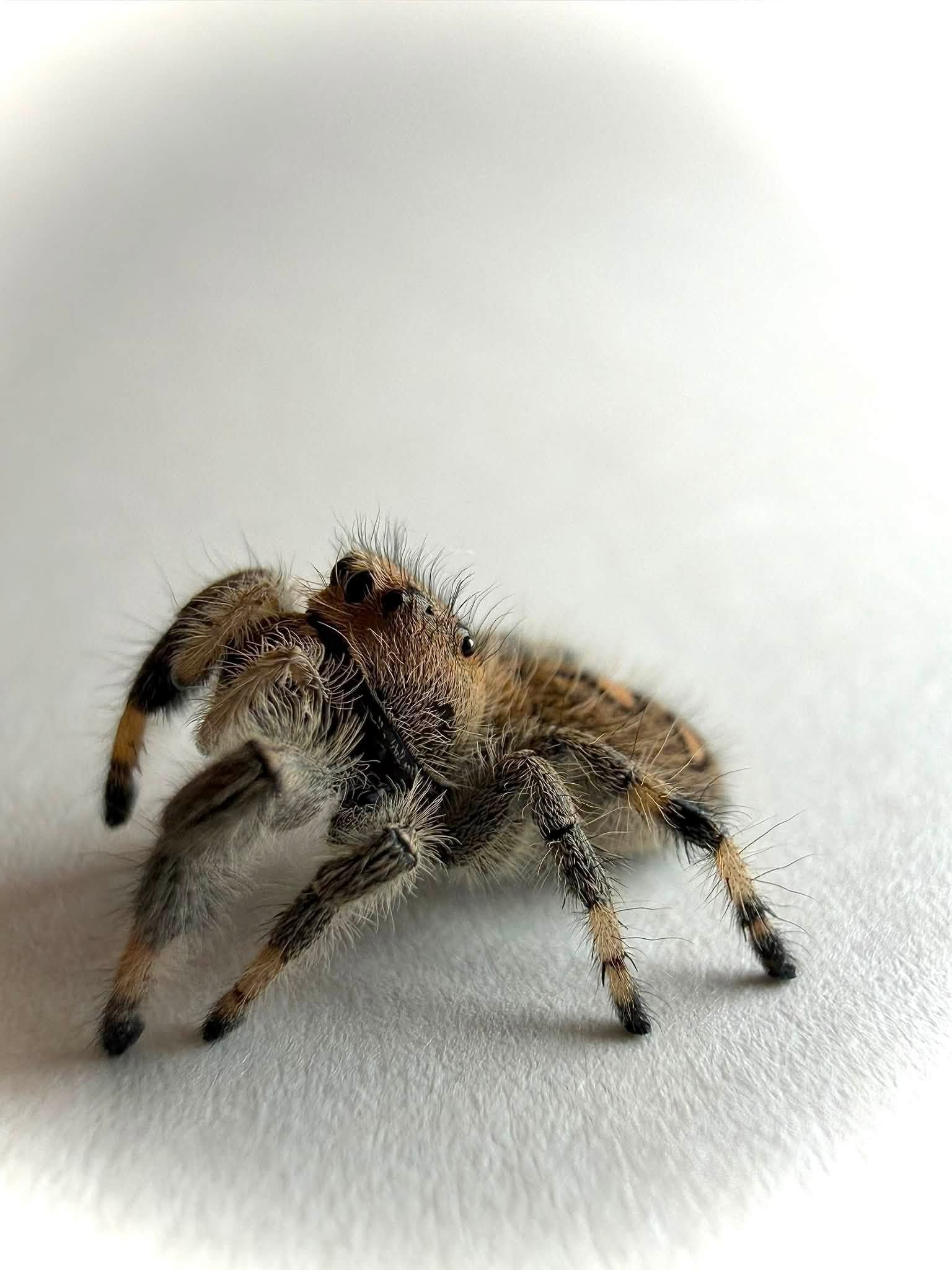 Beetle3.jpg