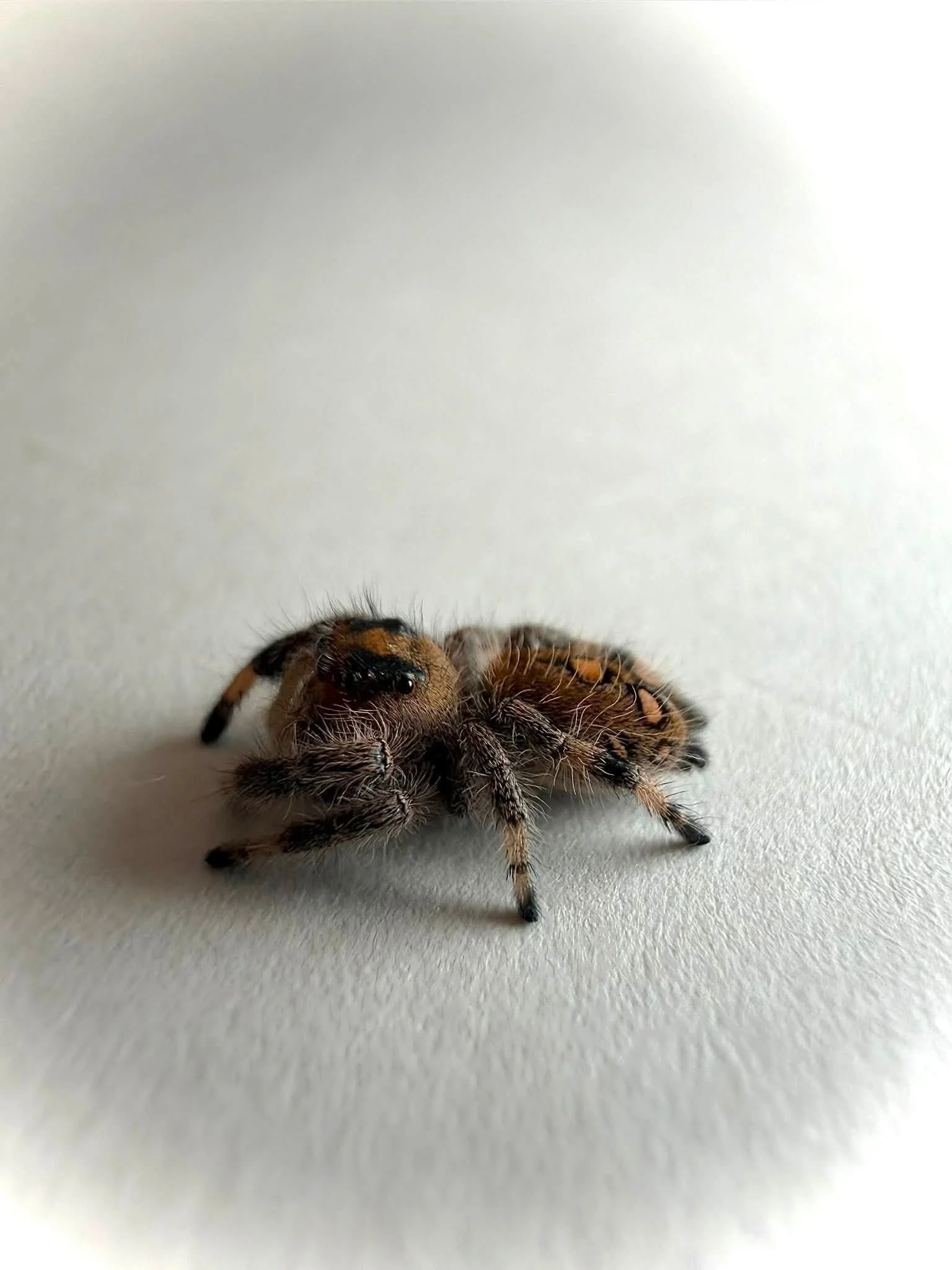 Bumble2.jpg