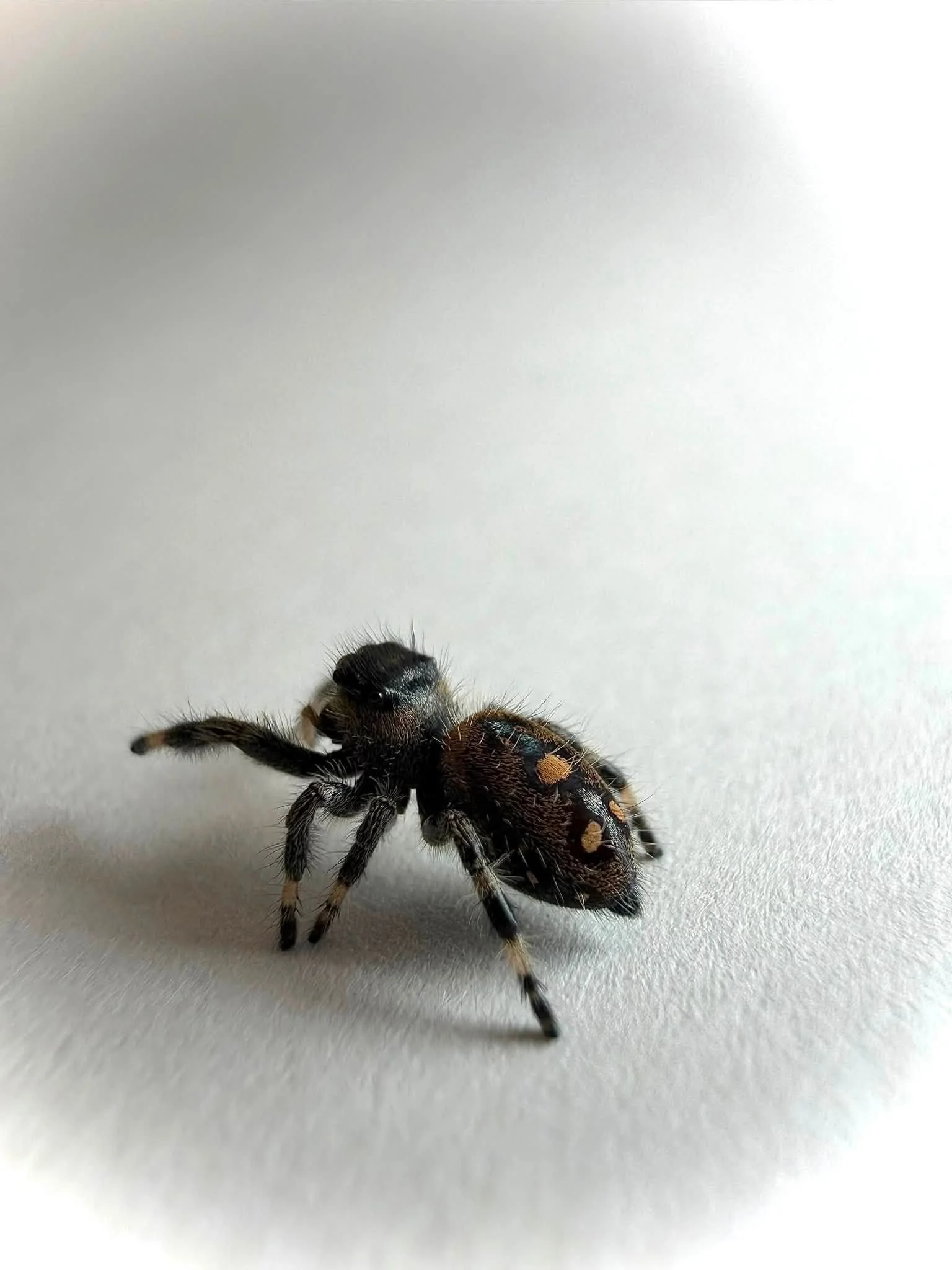 Black7.jpg