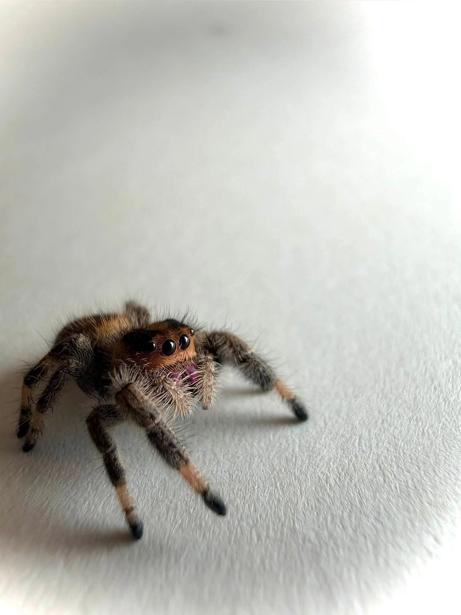 Bumble4.jpg
