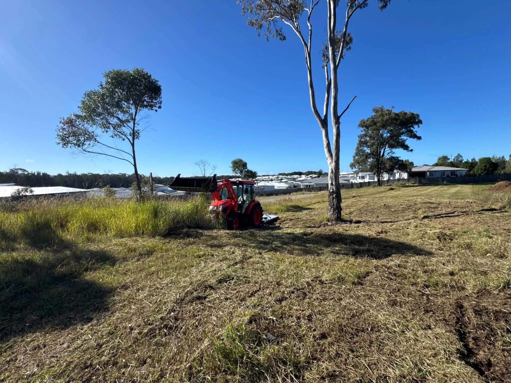 A landscape with tall eucalyptus trees, a red tractor, and a row of greenhouses in the background under a clear blue sky.