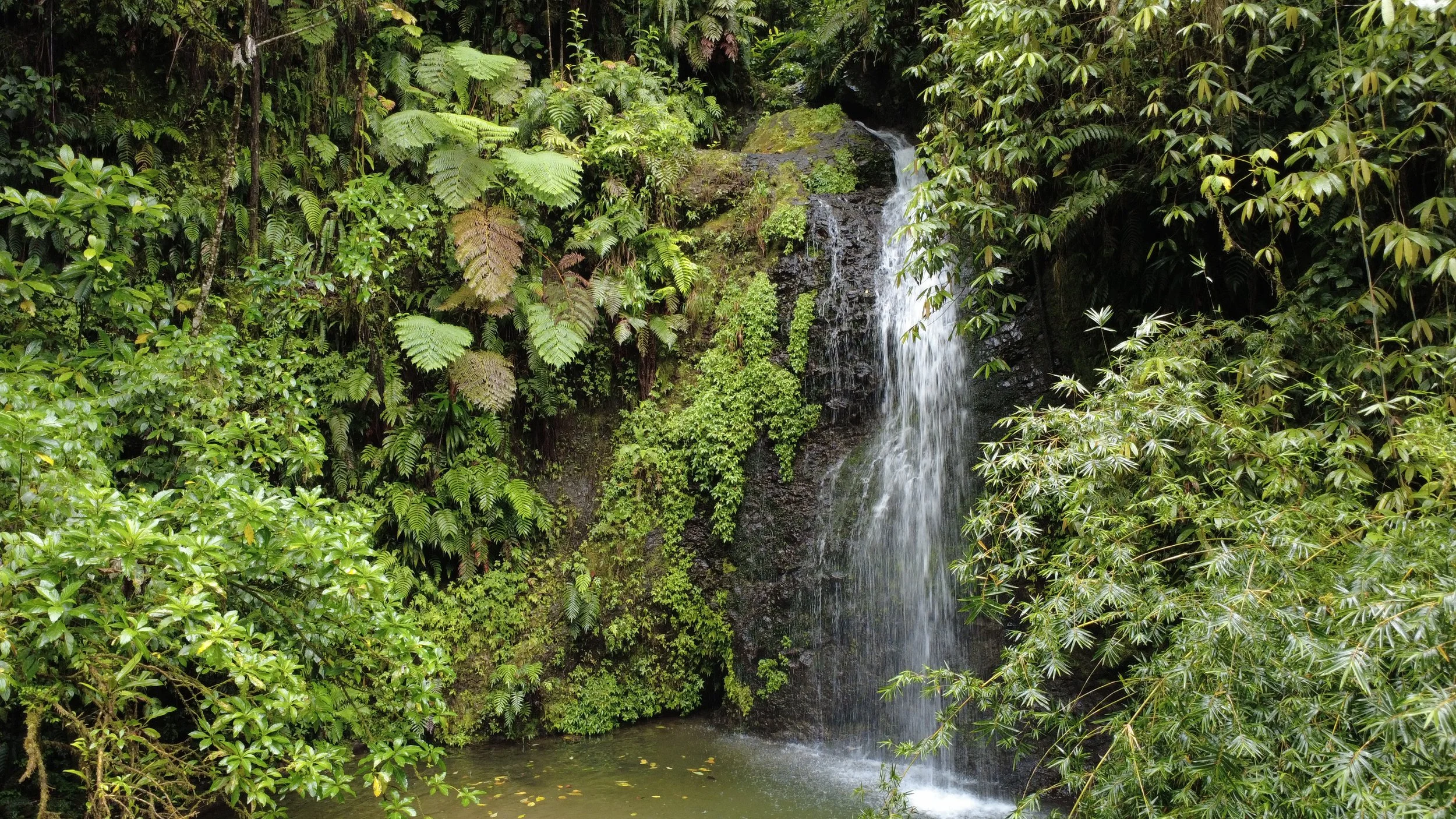 Une petite cascade au milieu d'une forêt dense et verte, avec des fougères et diverses plantes luxuriantes entourant la cascade.