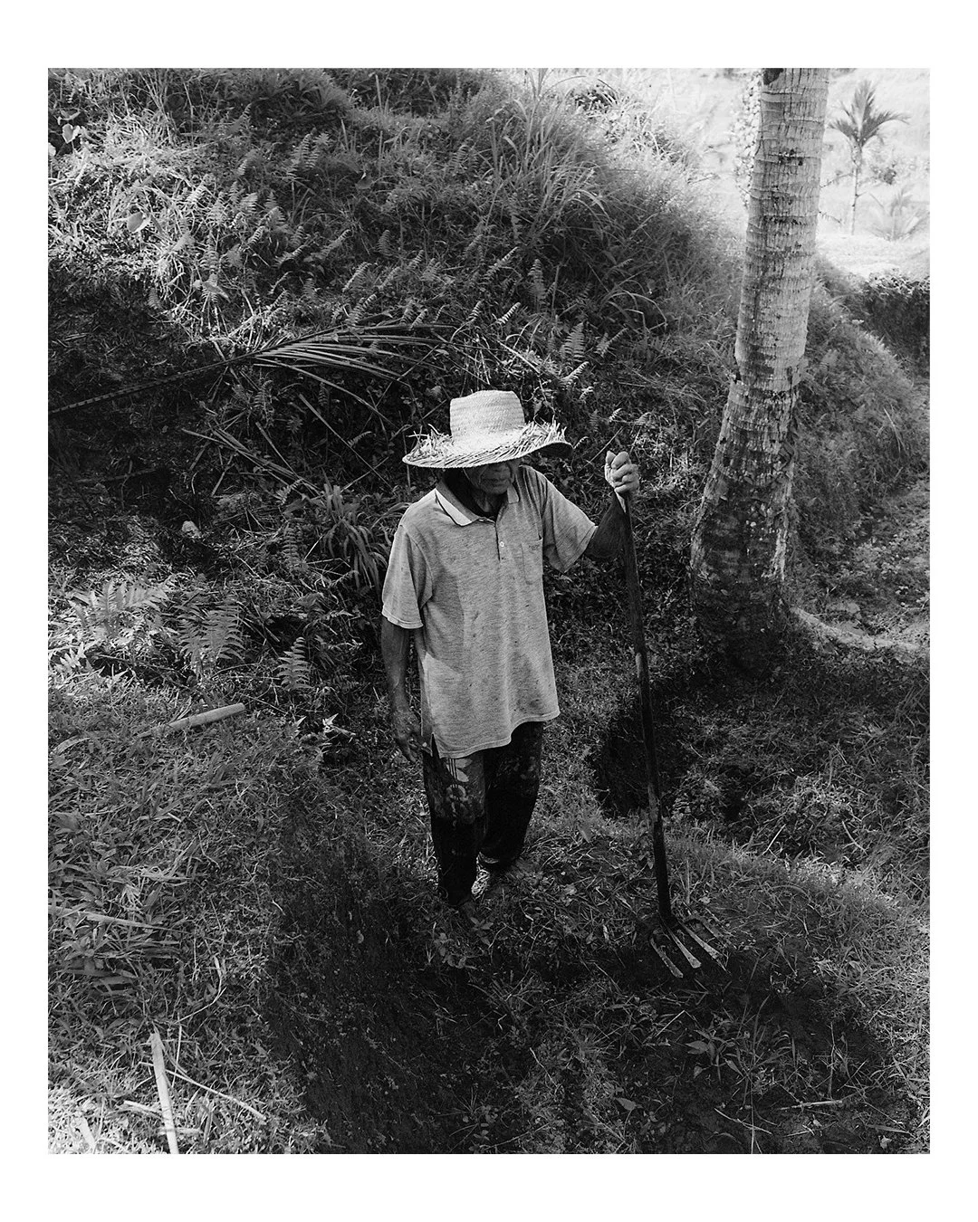 Rice farmer