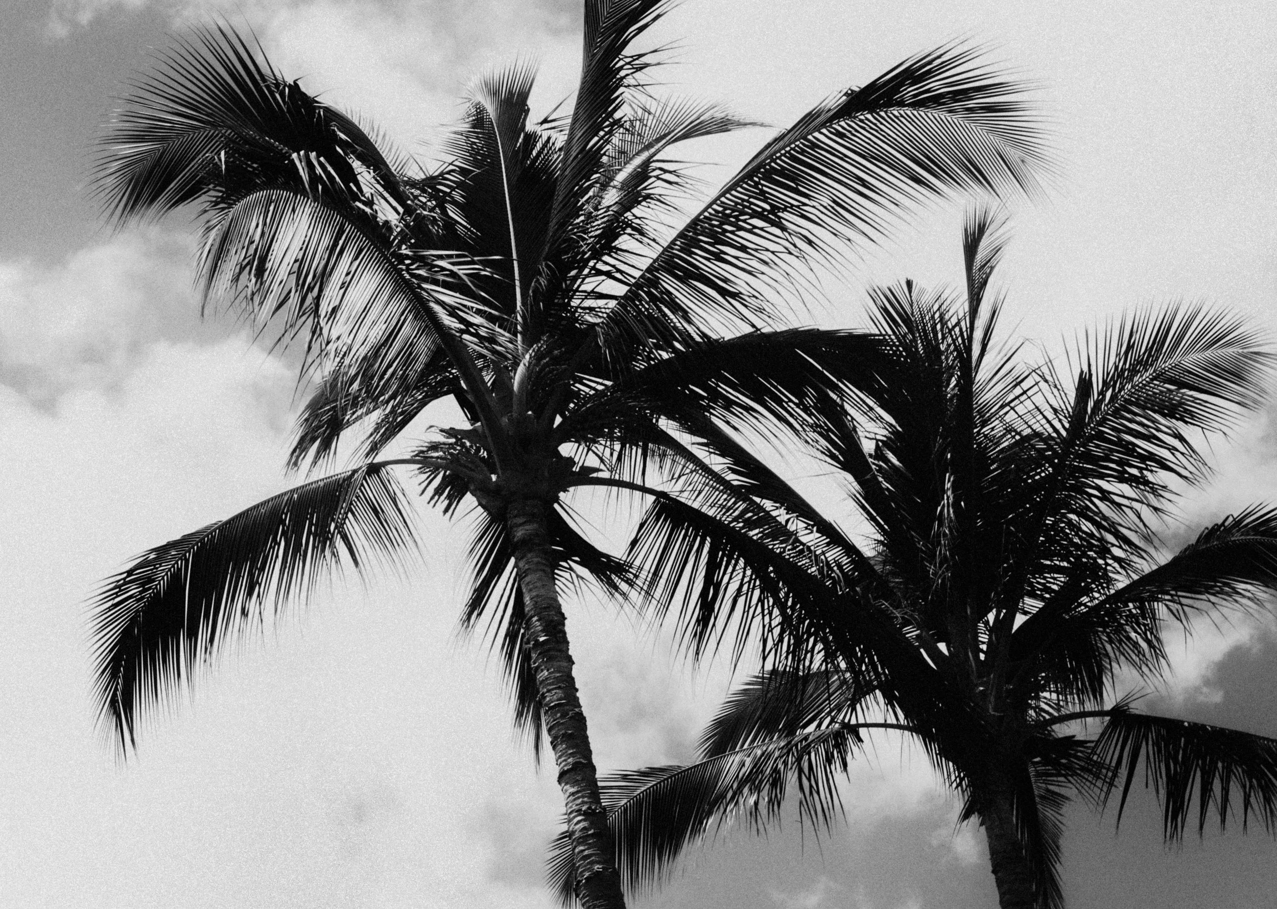 Palm Trees