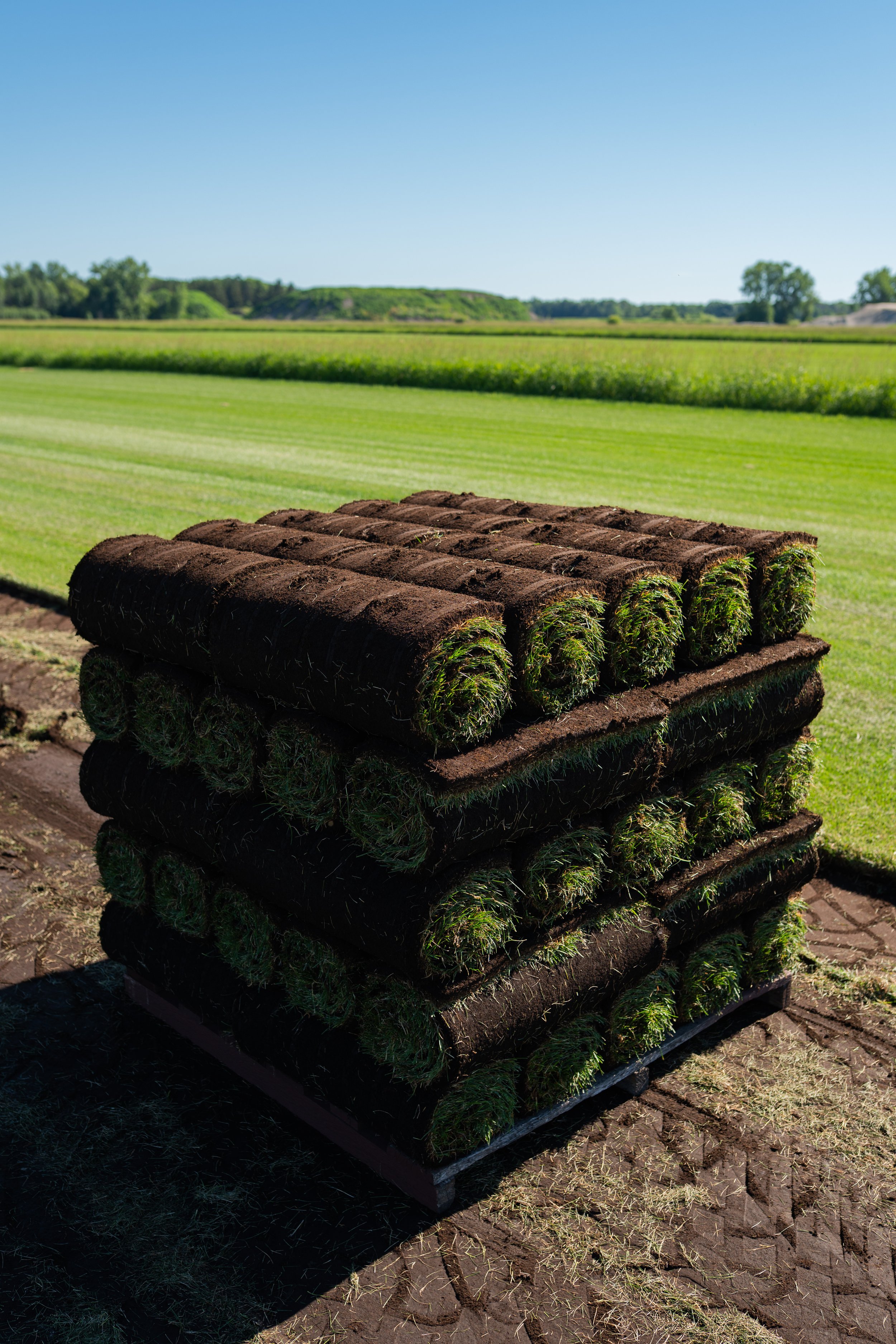 Small Rolls