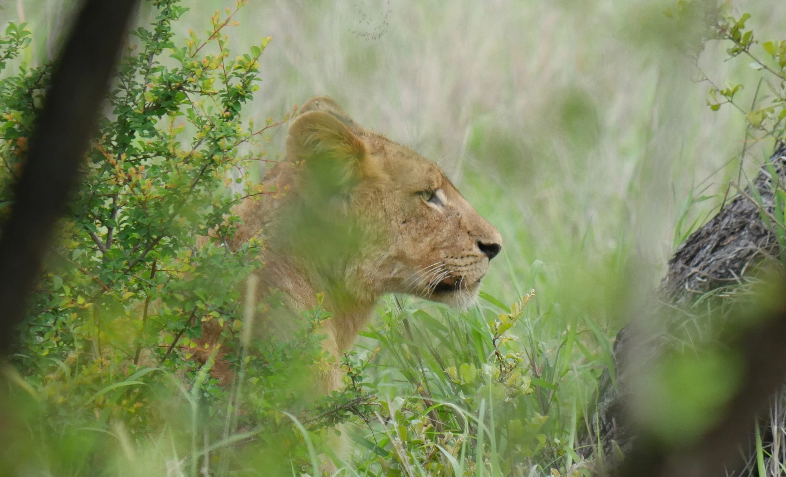 A young lioness in the Kruger National Park , South Africa whilst on a private safari with Forage Safaris Africa