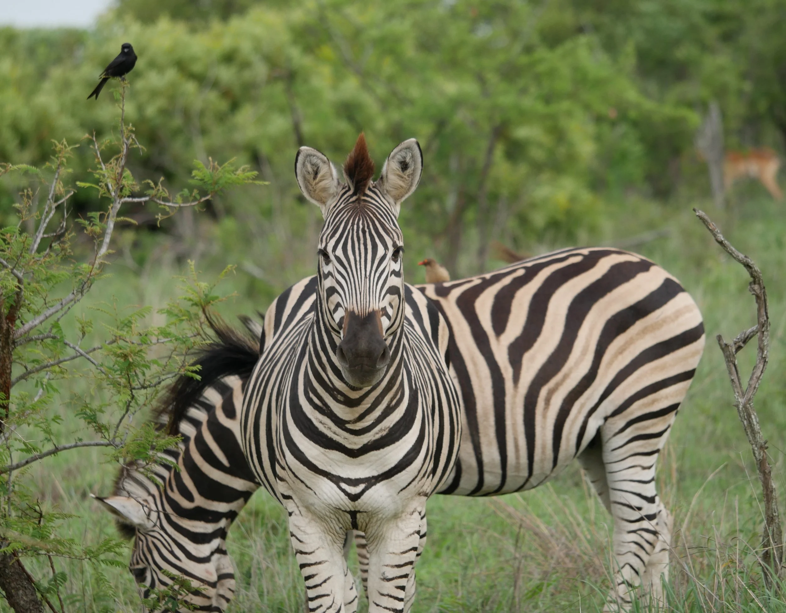 Zebra in Kruger National Park whilst on safari in South Africa with Forage Safaris Africa