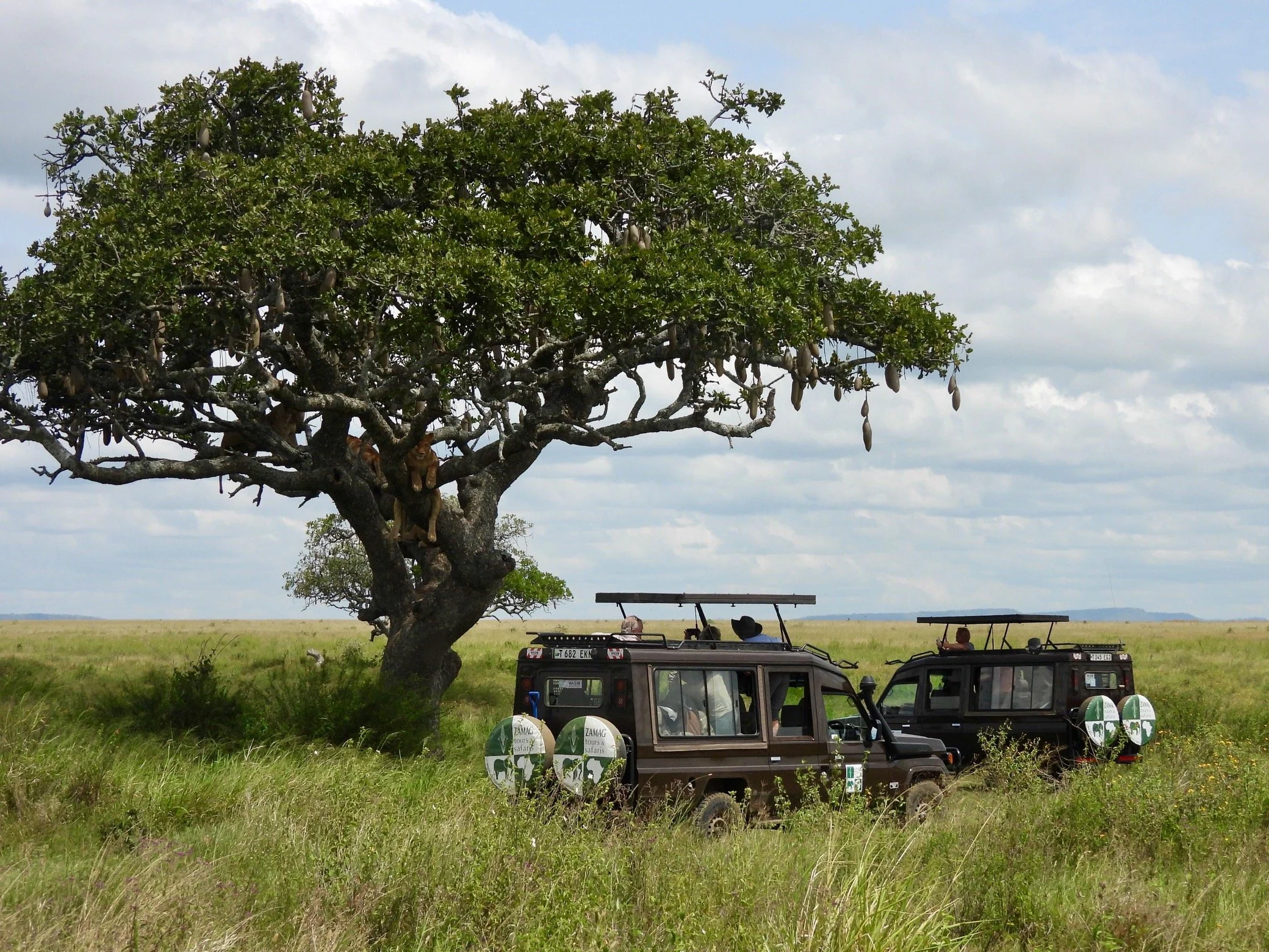 Safari vehicles under a tree watching a leopard