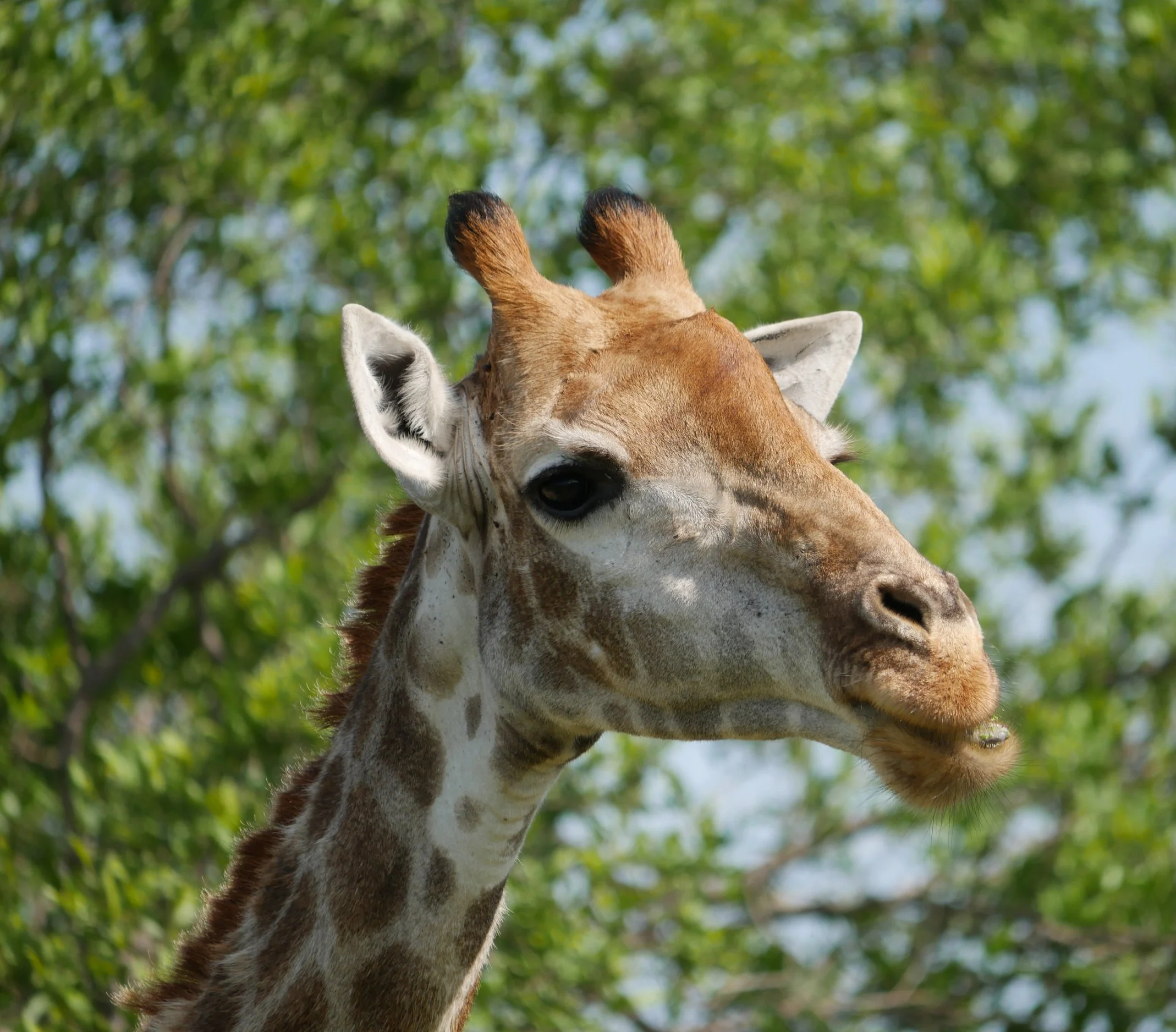 Southern African giraffe seen in the Kruger National Park South Africa while on a private safari with Forage Safaris Africa