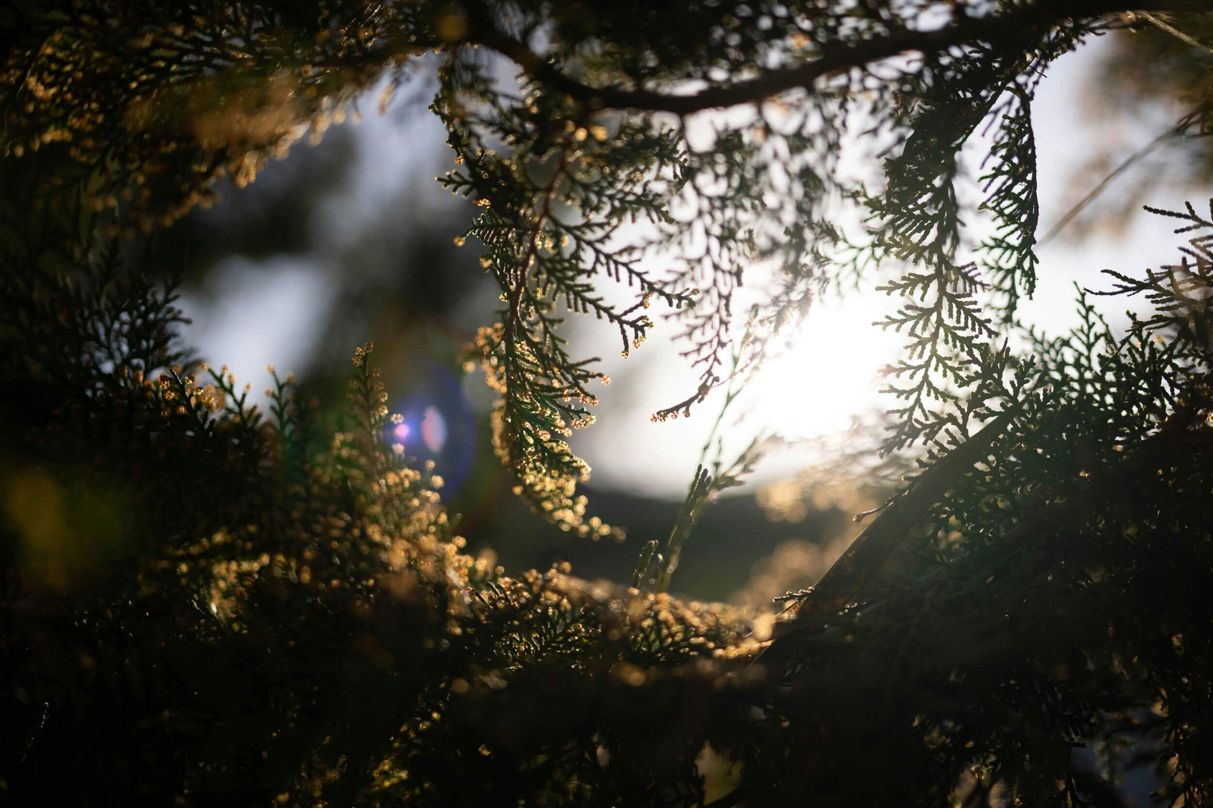Sunshine filtering through dark evergreen tree branches, creating a backlit scene with a bright sky in the background and small droplets of water on the branches.