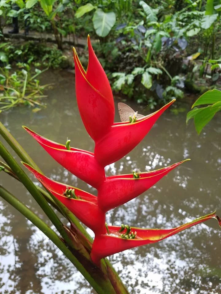 A vibrant red tropical flower with pointed petals, growing near a body of water with lush green foliage in the background.