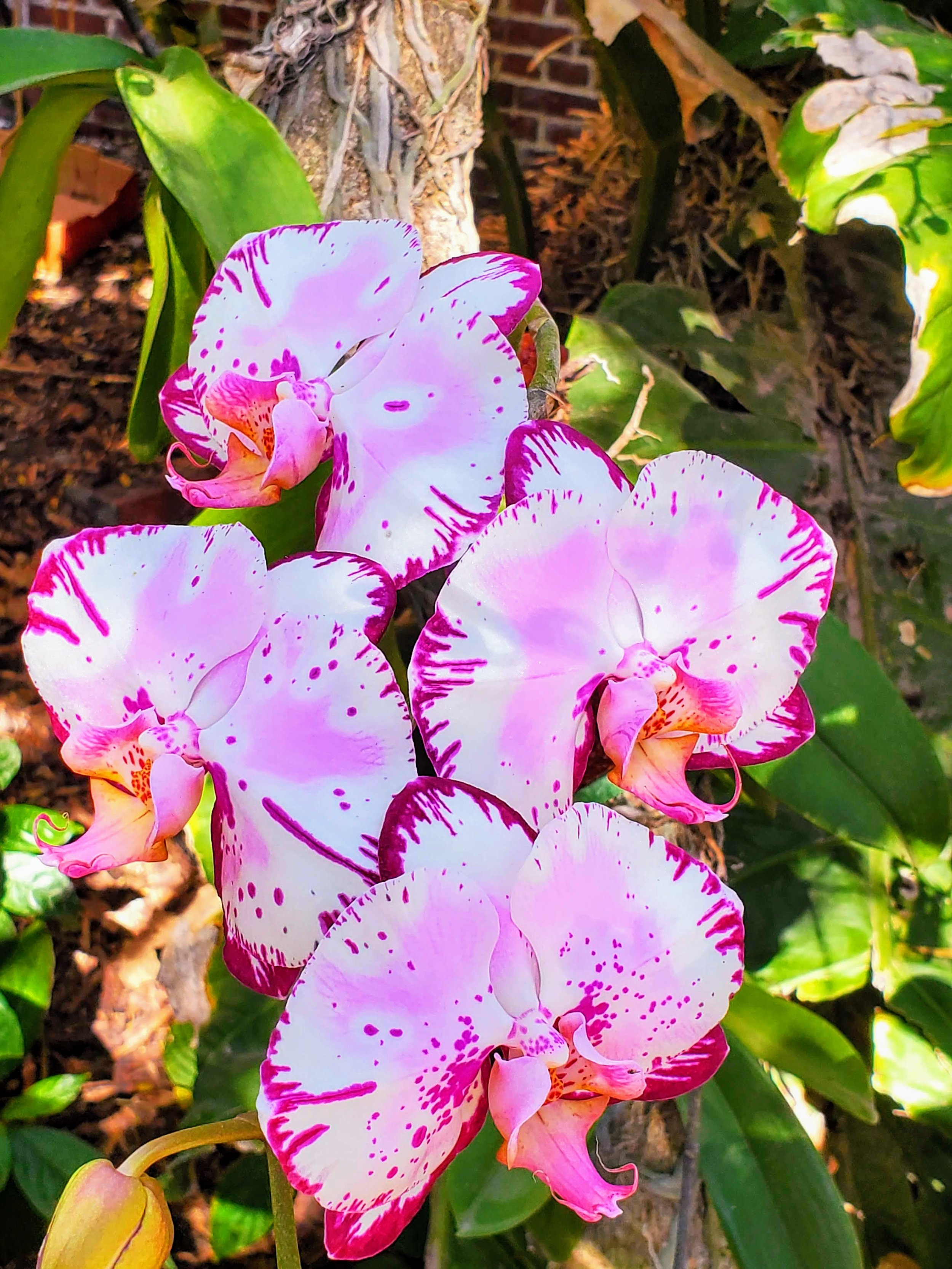 Close-up of pink and white orchids with purple spots and markings on green foliage and soil background.
