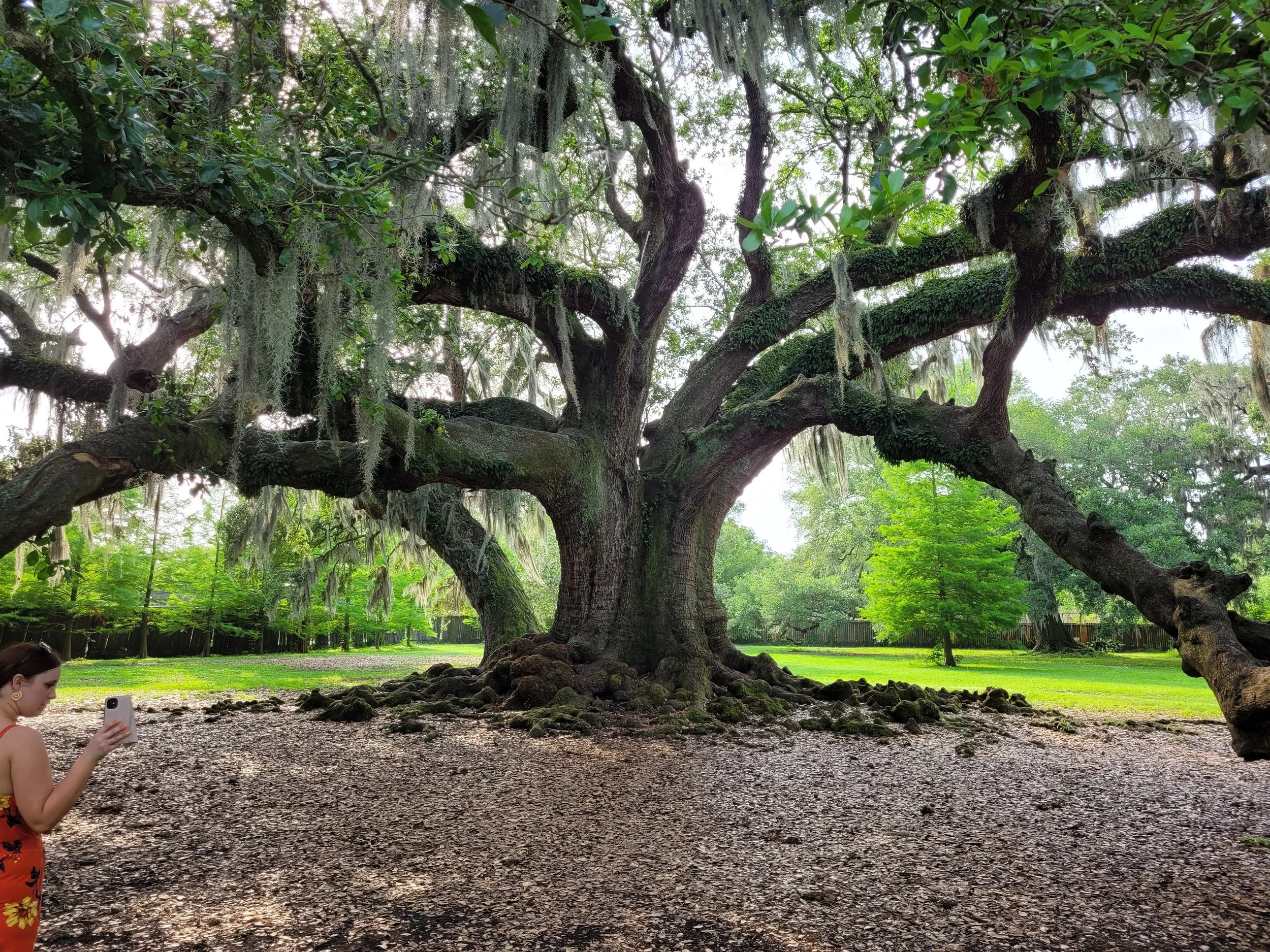 A woman in a floral dress is taking a photo with her phone in front of a large, sprawling live oak tree covered with Spanish moss, situated in a park or garden with a grassy area and fencing in the background.