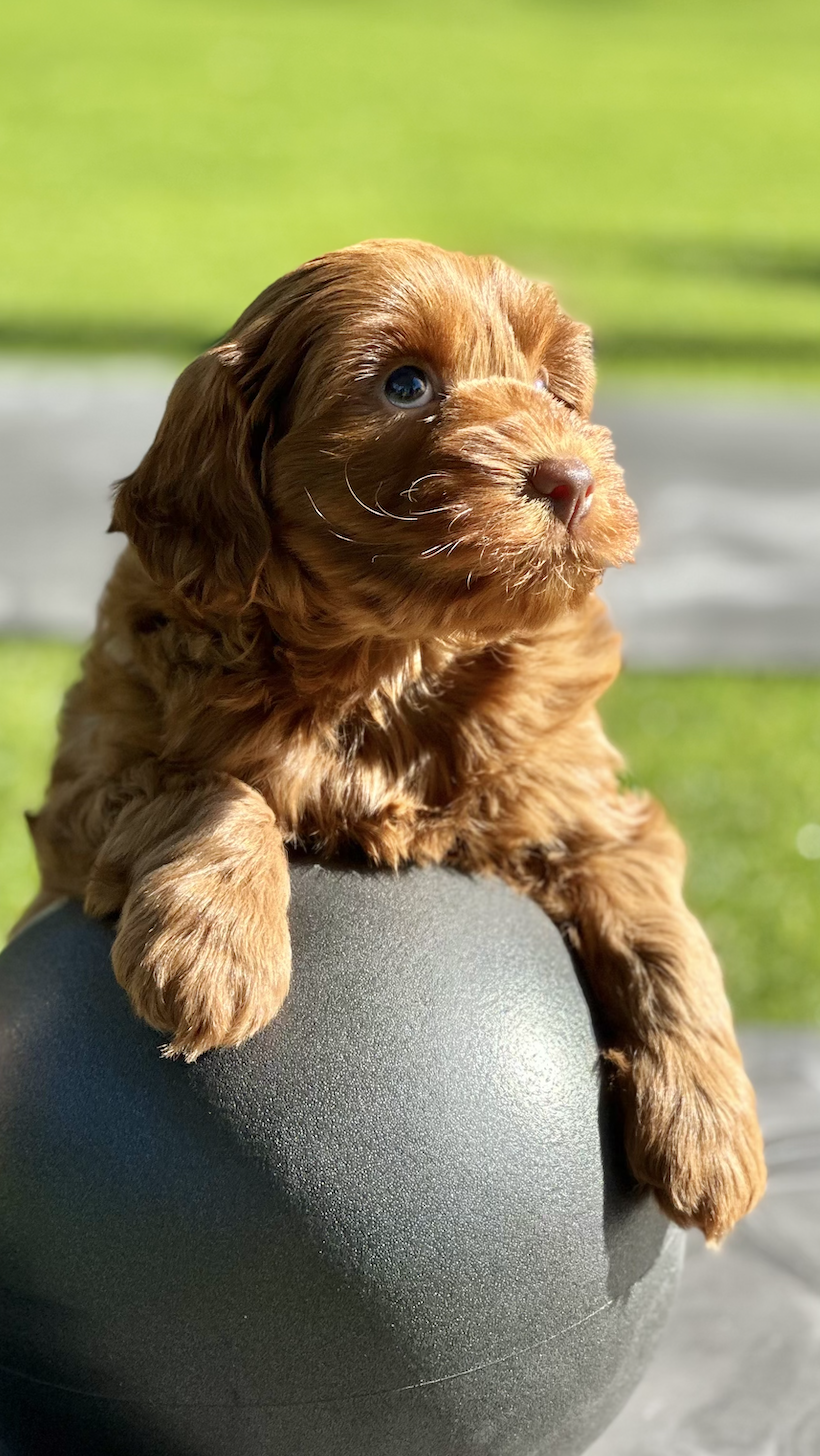 Puppy Pilates class, Labradoodle puppy, Northern Beaches Sydney