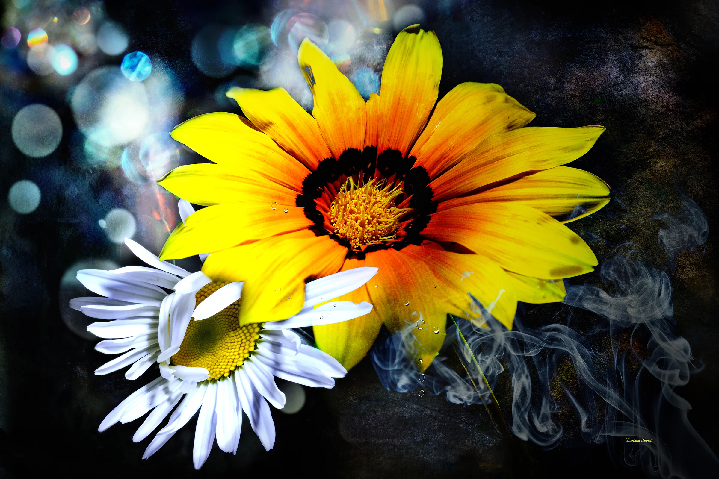 Enveloped Daisies…